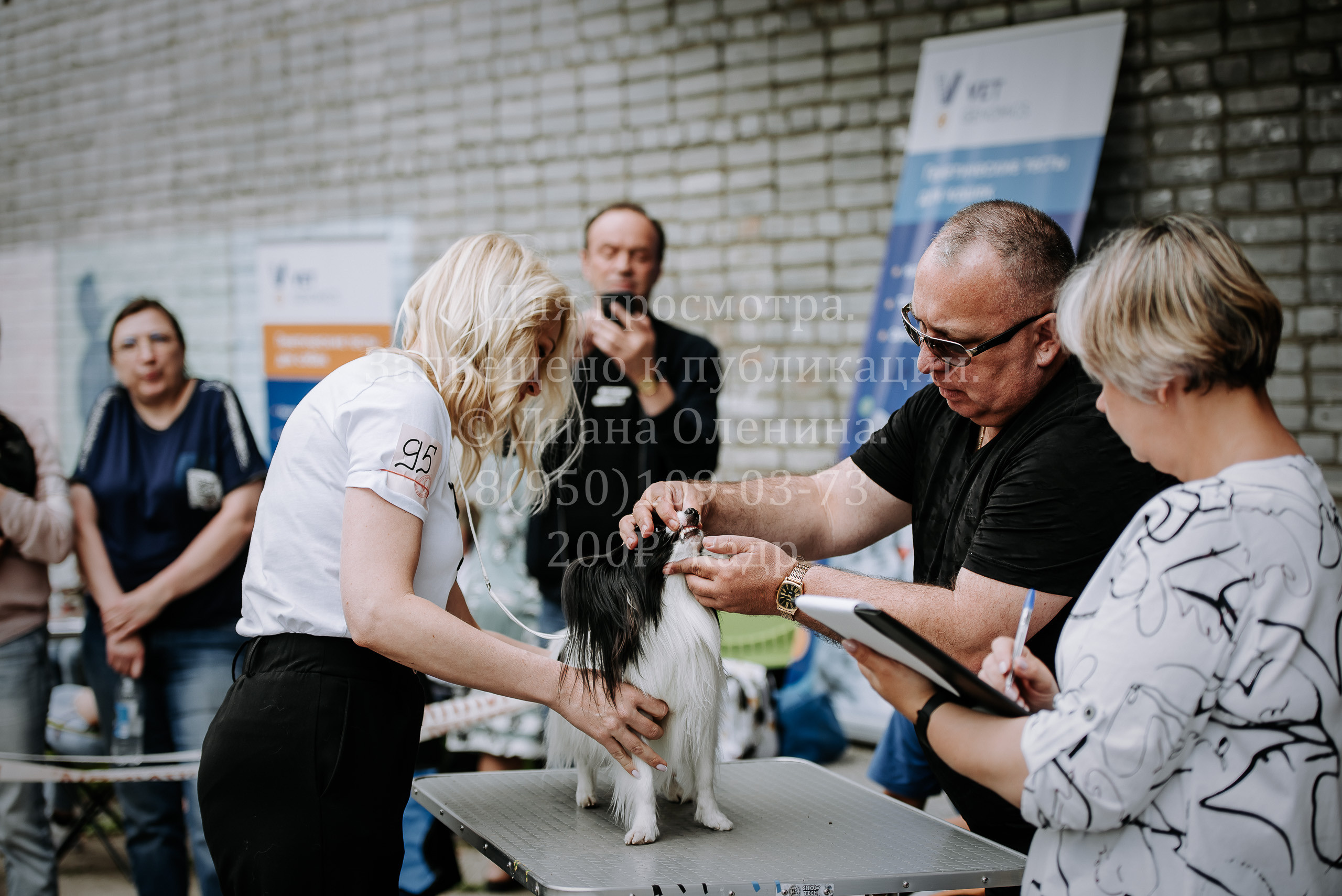 25 июня 2022 г. Братск БГОО КЛС Континенталь. Выставка собак. Фотограф Диана Оленина Красноярск / Братск