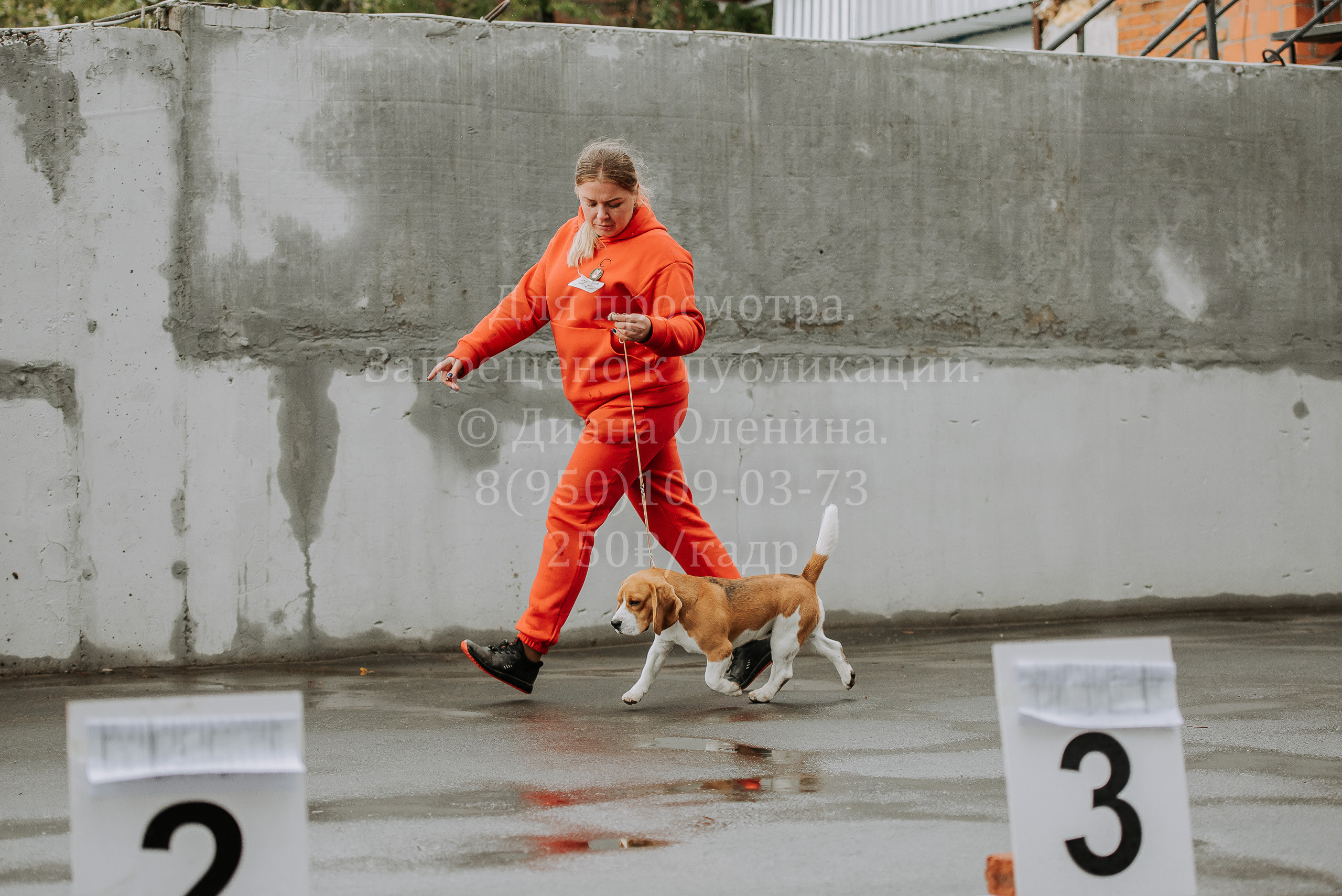 Выставка собак Братск 3 сентября 2022 Фаворит. Фотограф Диана Оленина Красноярск / Братск