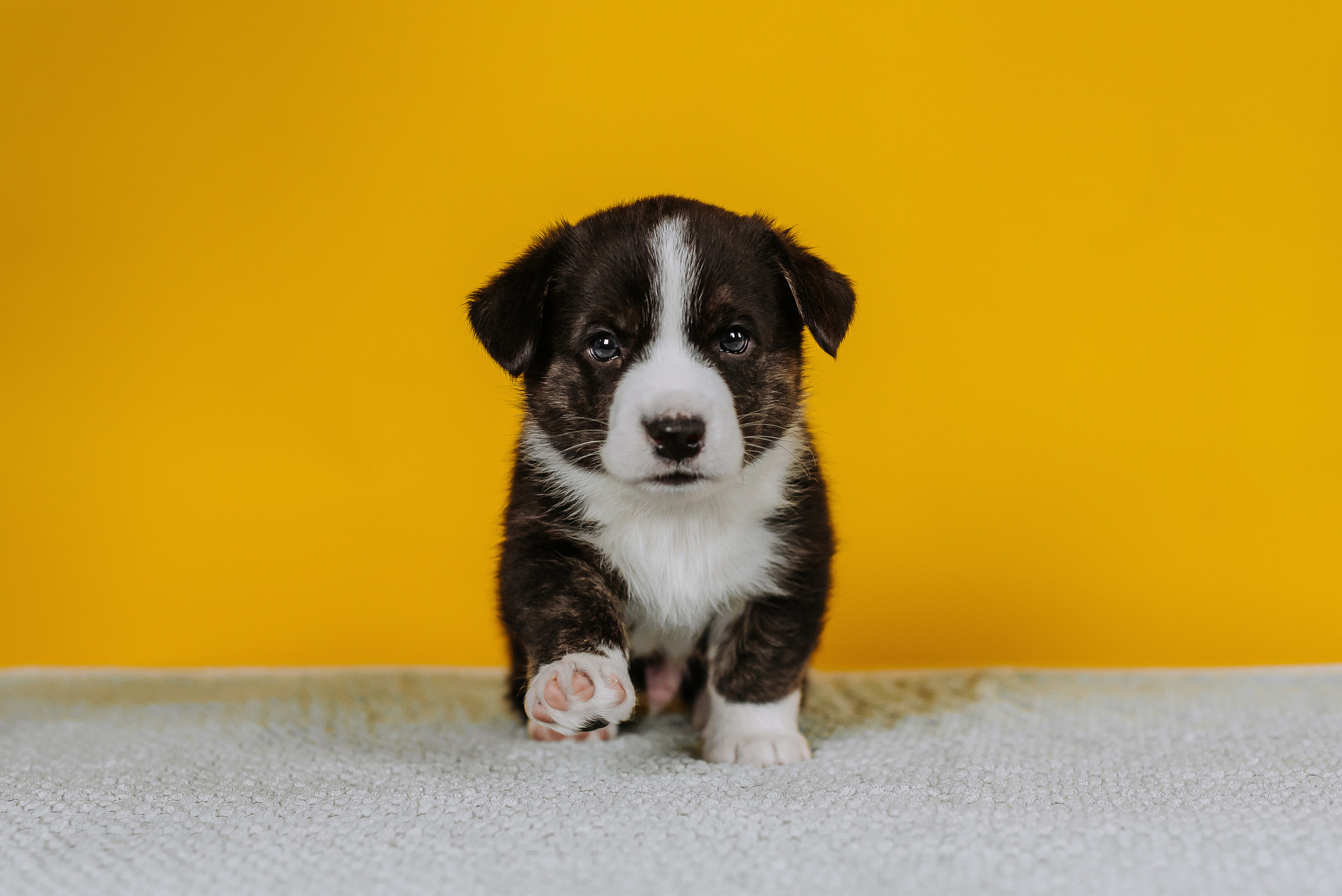 Вельш корги кардиганы. Фотограф Диана Оленина Красноярск / Братск