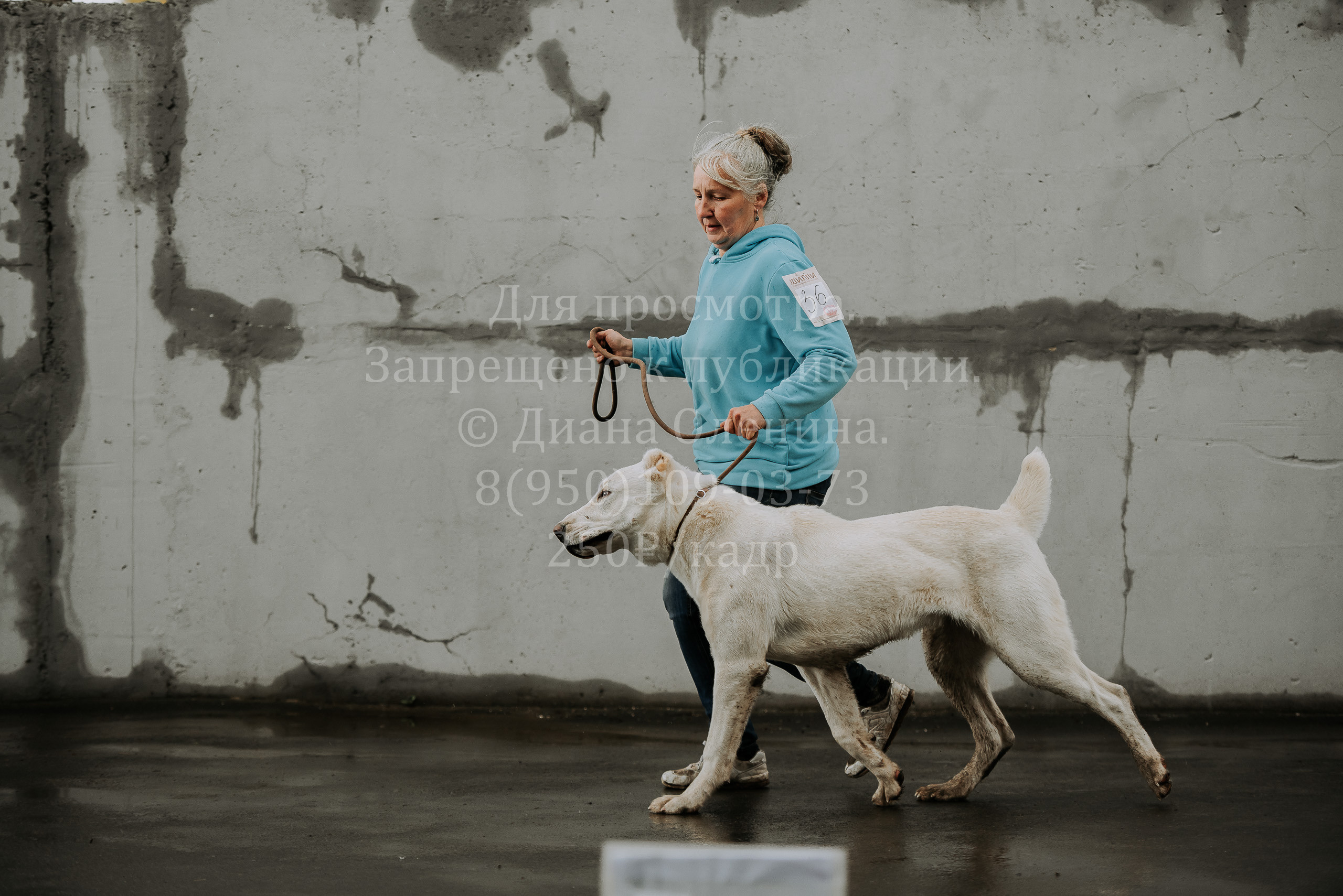 Выставка собак Братск 3 сентября 2022 Фаворит. Фотограф Диана Оленина Красноярск / Братск
