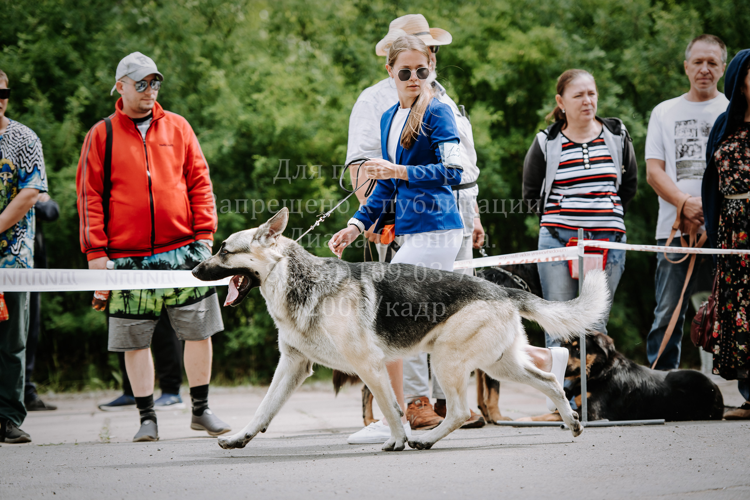 25 июня 2022 г. Братск БГОО КЛС Континенталь. Выставка собак. Фотограф Диана Оленина Красноярск / Братск