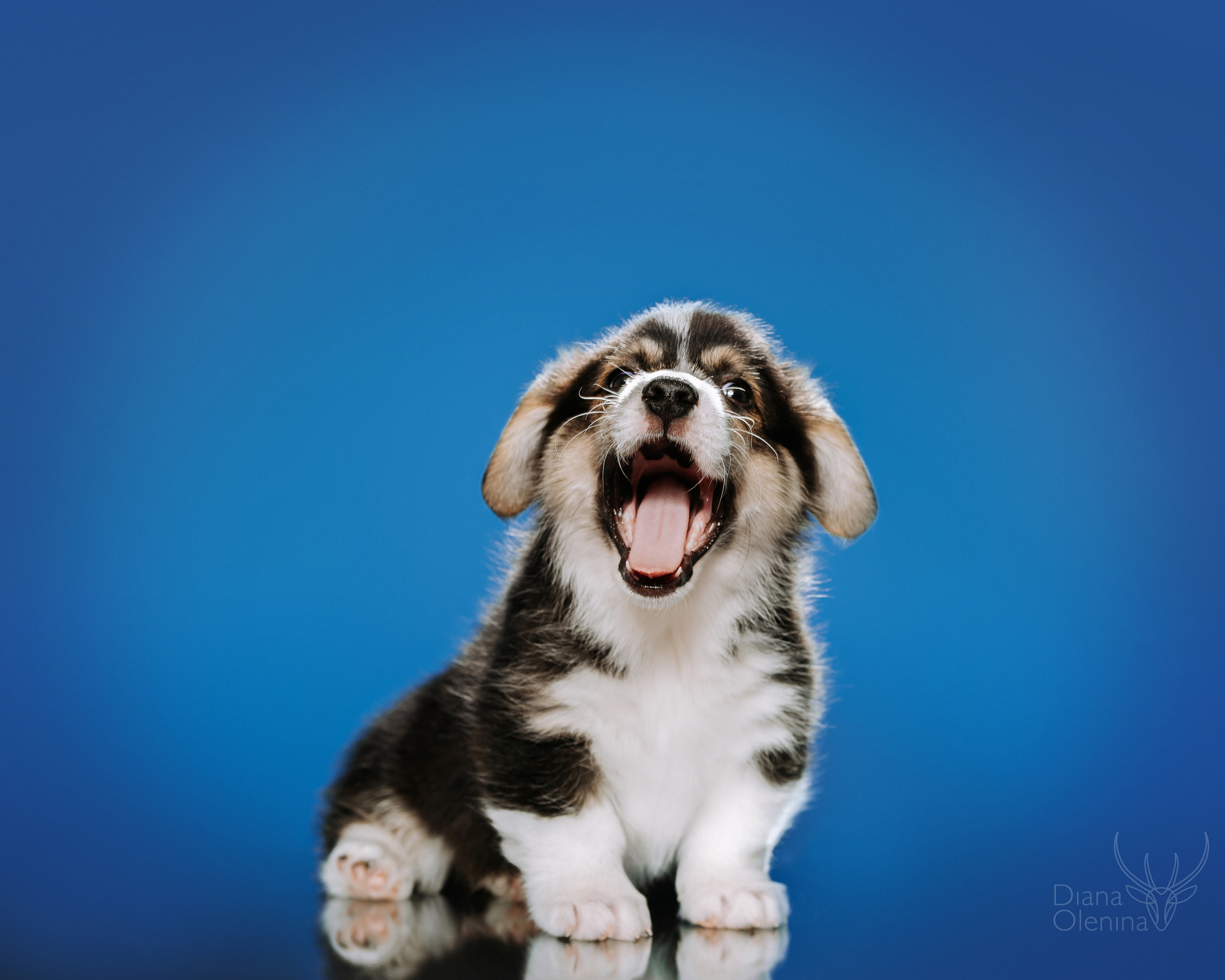 Фотосессия щенков Вельш Корги Пемброк. Съемка помета. Фотосъемка. Фотограф Диана Оленина Красноярск / Братск