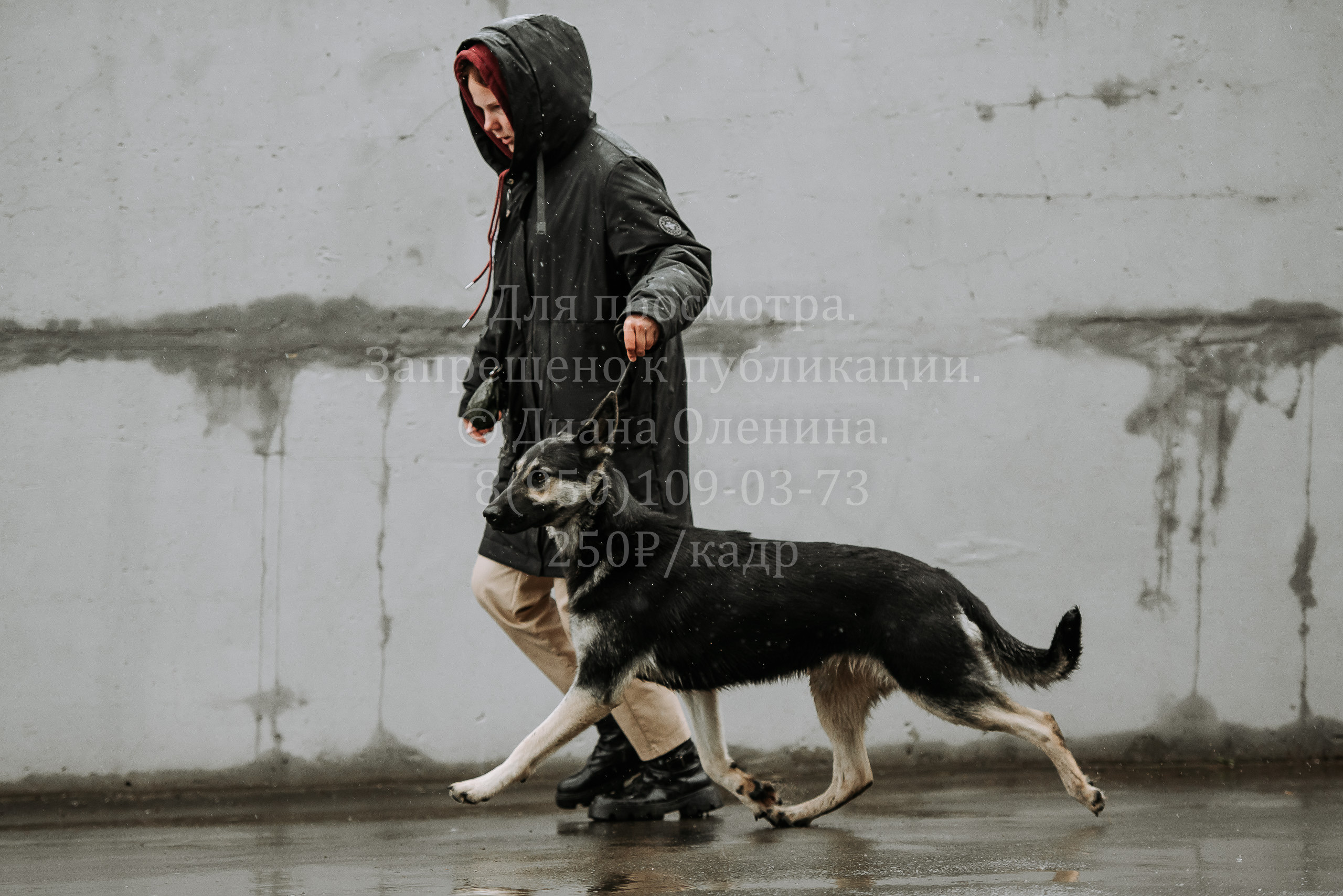 Выставка собак Братск 3 сентября 2022 Фаворит. Фотограф Диана Оленина Красноярск / Братск