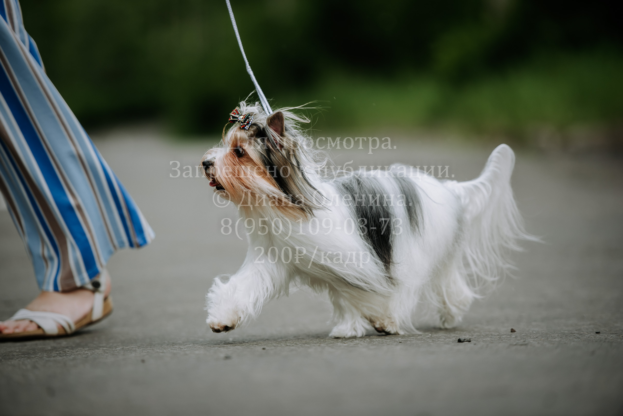 25 июня 2022 г. Братск БГОО КЛС Континенталь. Выставка собак. Фотограф Диана Оленина Красноярск / Братск