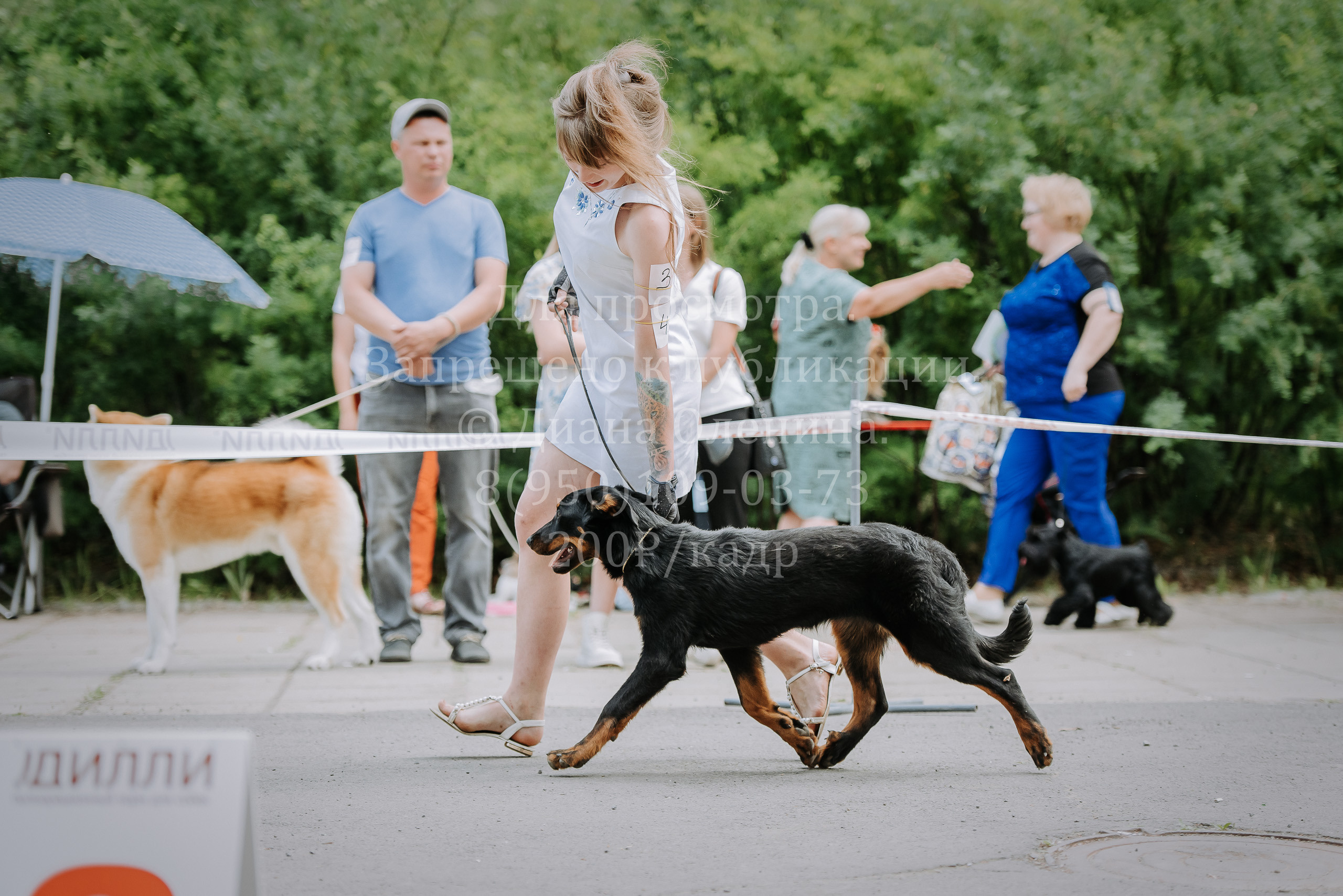 25 июня 2022 г. Братск БГОО КЛС Континенталь. Выставка собак. Фотограф Диана Оленина Красноярск / Братск