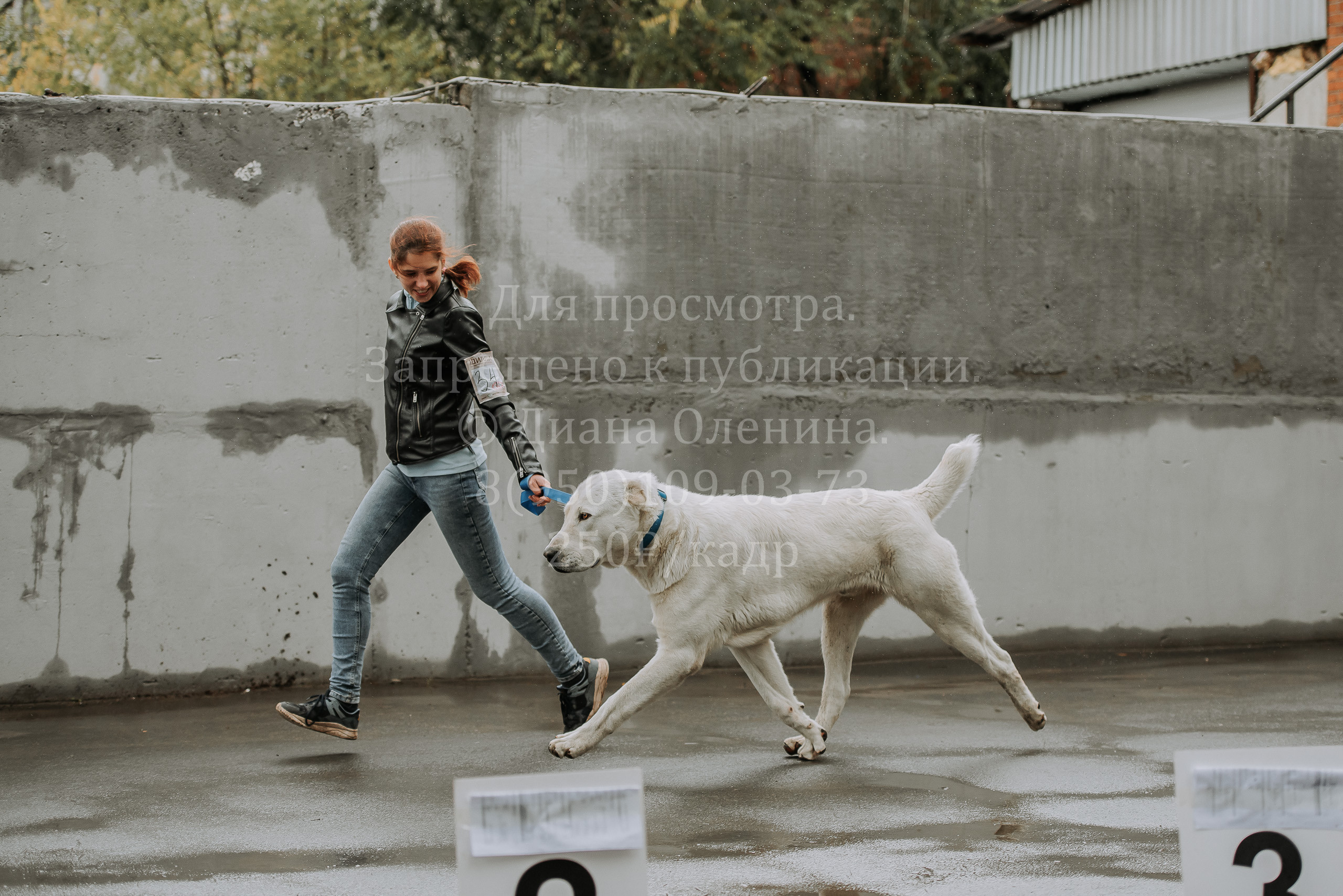 Выставка собак Братск 3 сентября 2022 Фаворит. Фотограф Диана Оленина Красноярск / Братск