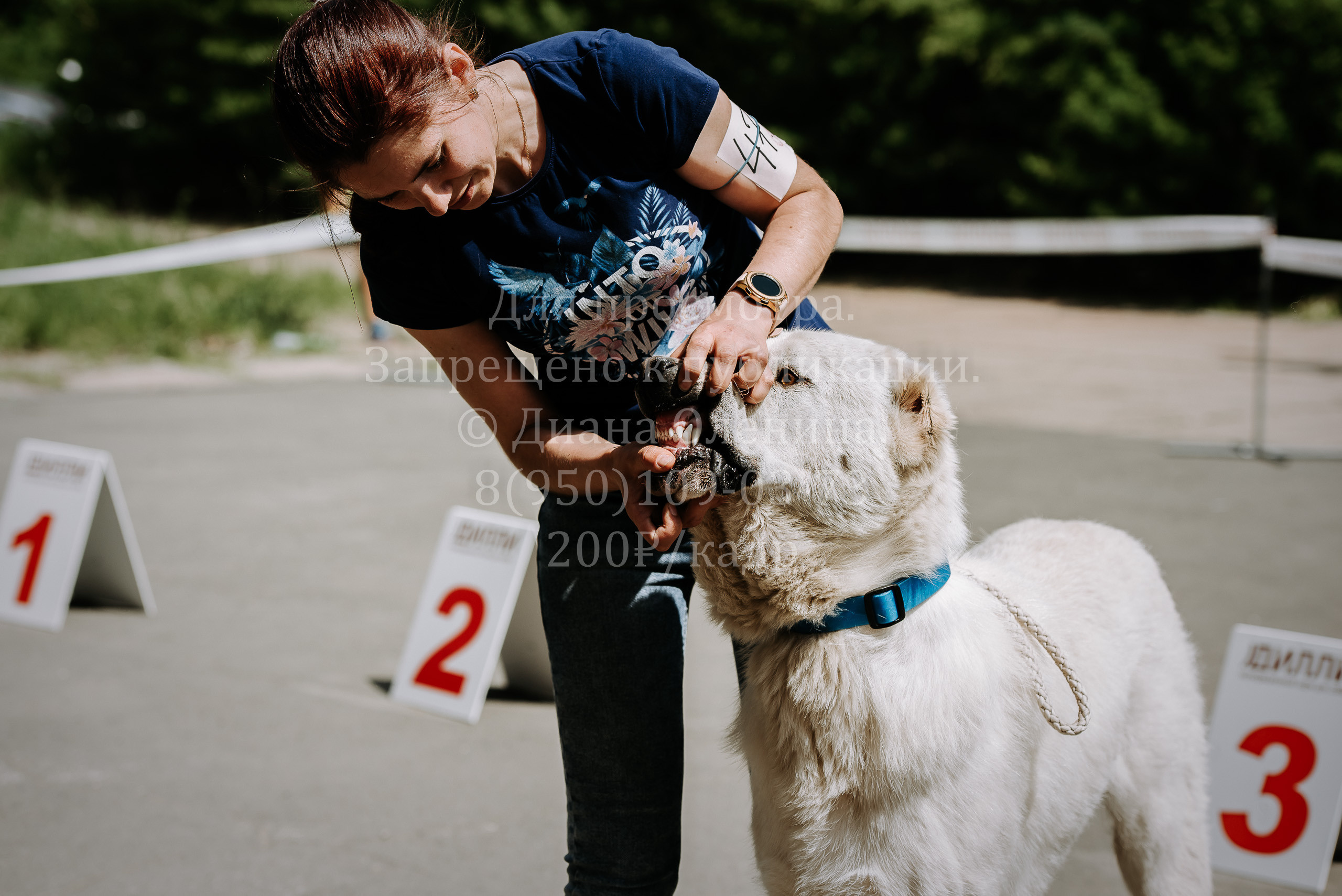 25 июня 2022 г. Братск БГОО КЛС Континенталь. Выставка собак. Фотограф Диана Оленина Красноярск / Братск