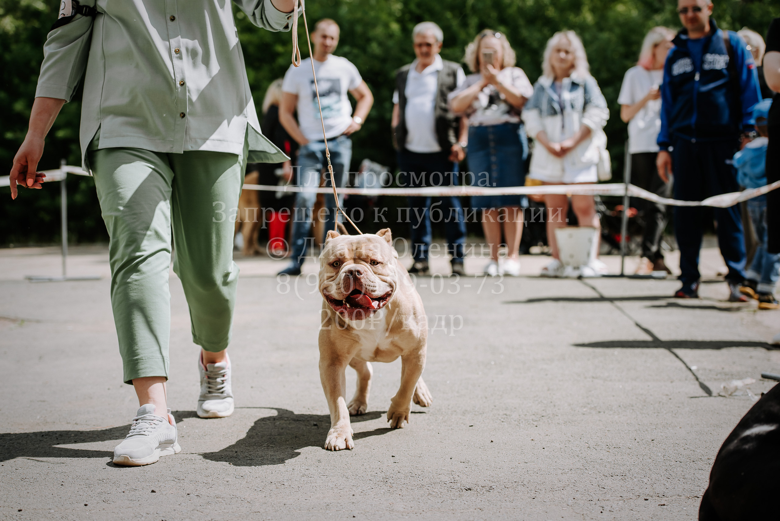 25 июня 2022 г. Братск БГОО КЛС Континенталь. Выставка собак. Фотограф Диана Оленина Красноярск / Братск