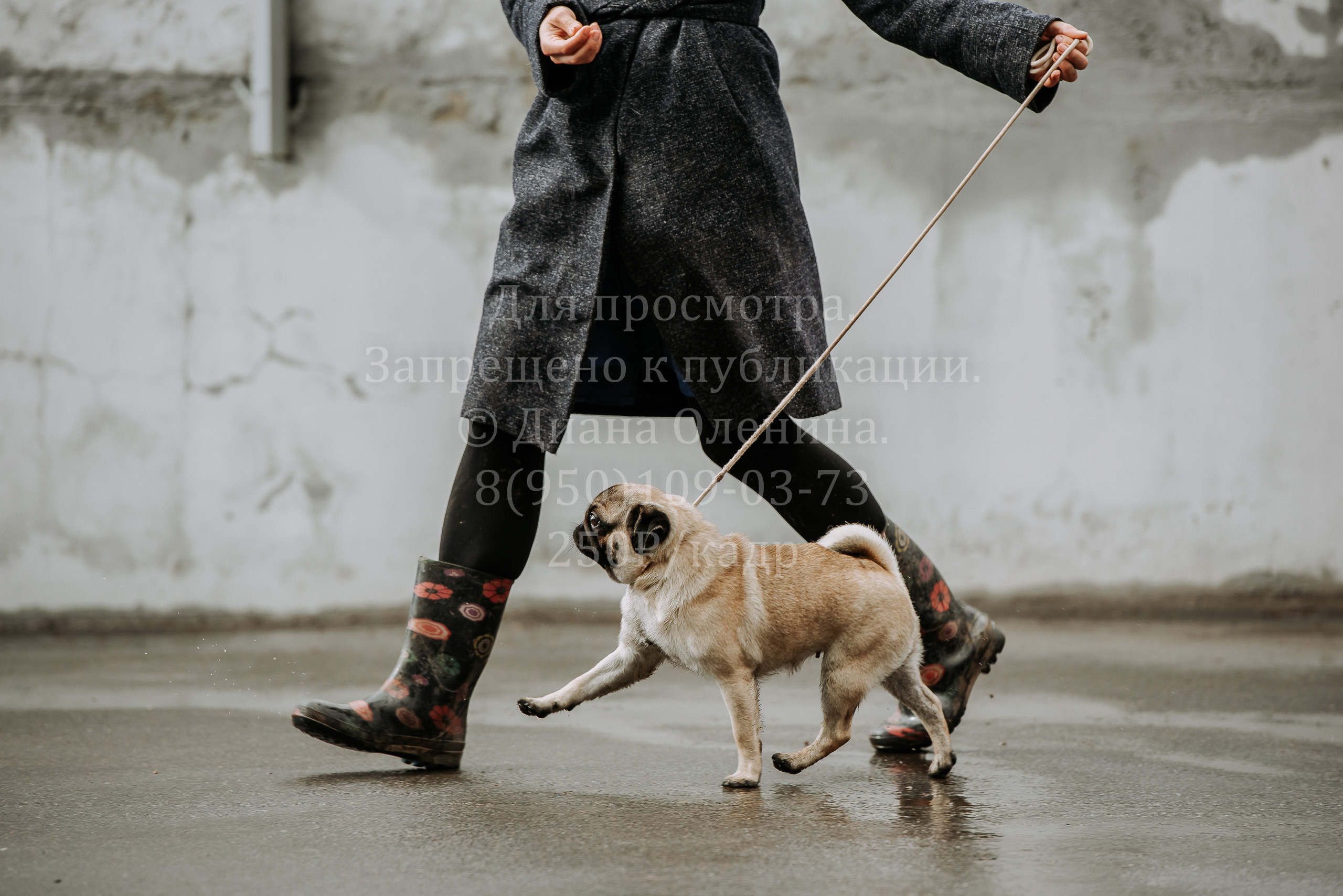 Выставка собак Братск 3 сентября 2022 Фаворит. Фотограф Диана Оленина Красноярск / Братск