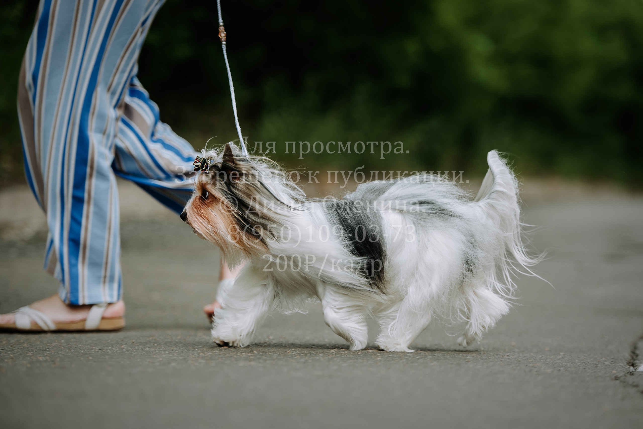 25 июня 2022 г. Братск БГОО КЛС Континенталь. Выставка собак. Фотограф Диана Оленина Красноярск / Братск