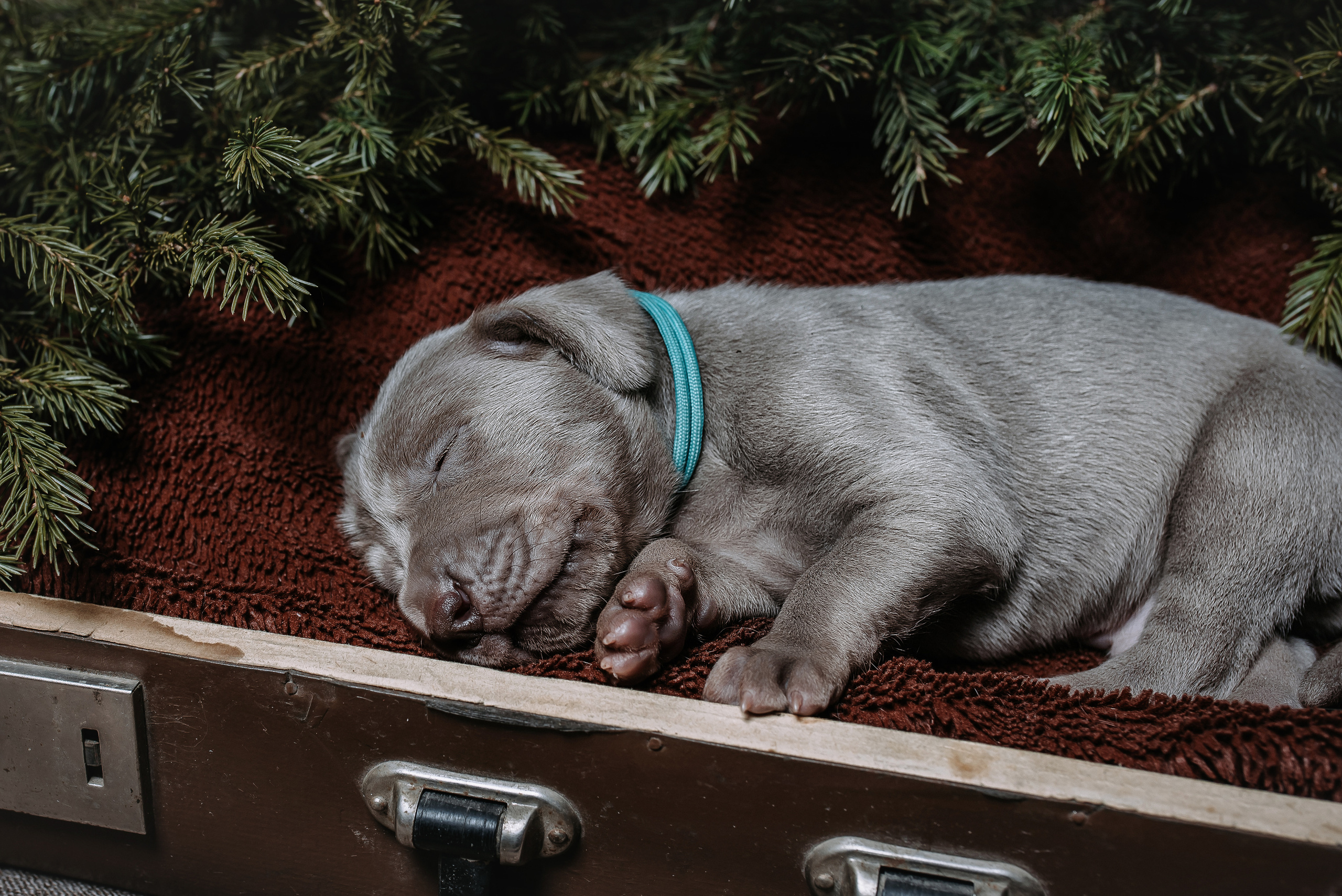 Веймарские легавые. Фотограф Диана Оленина Красноярск / Братск