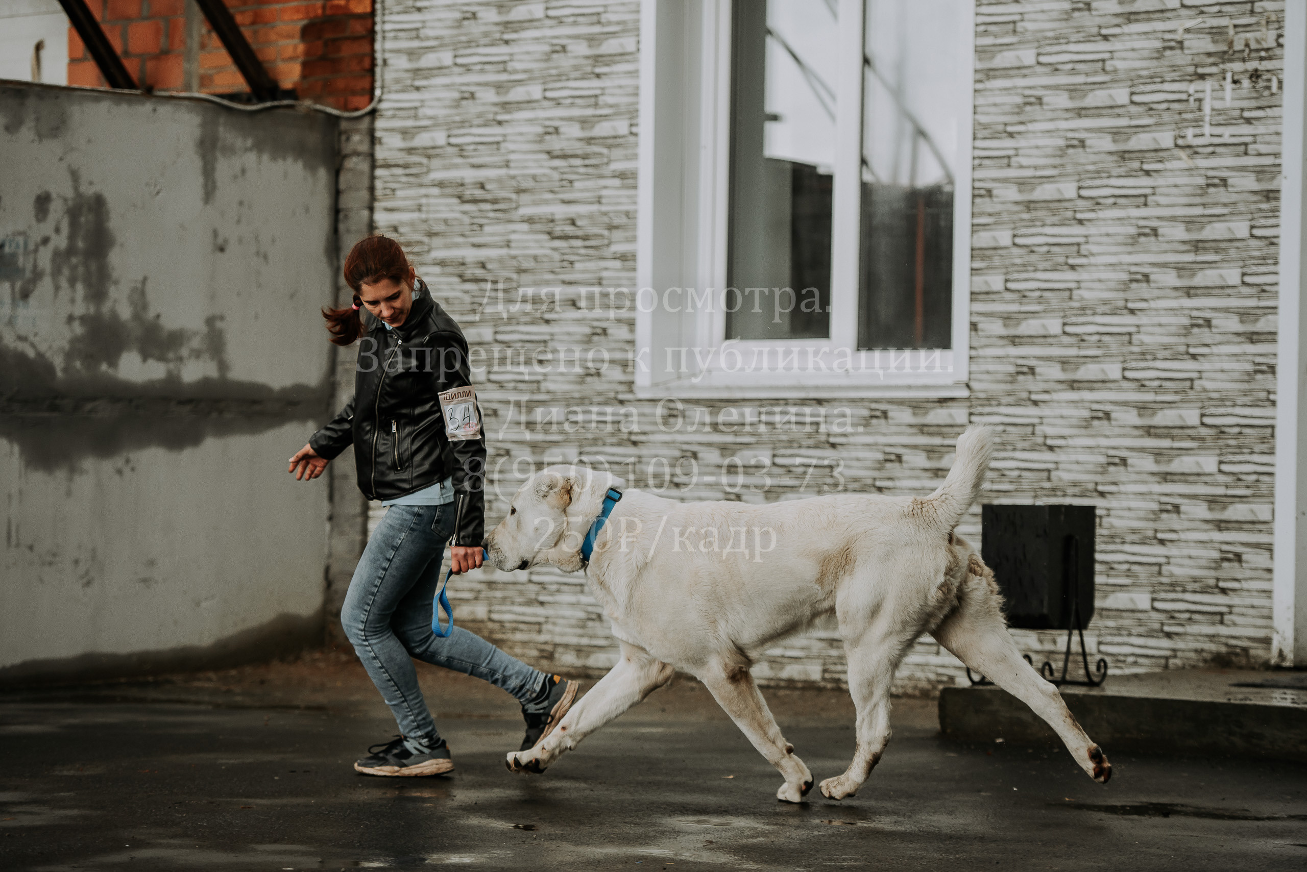 Выставка собак Братск 3 сентября 2022 Фаворит. Фотограф Диана Оленина Красноярск / Братск