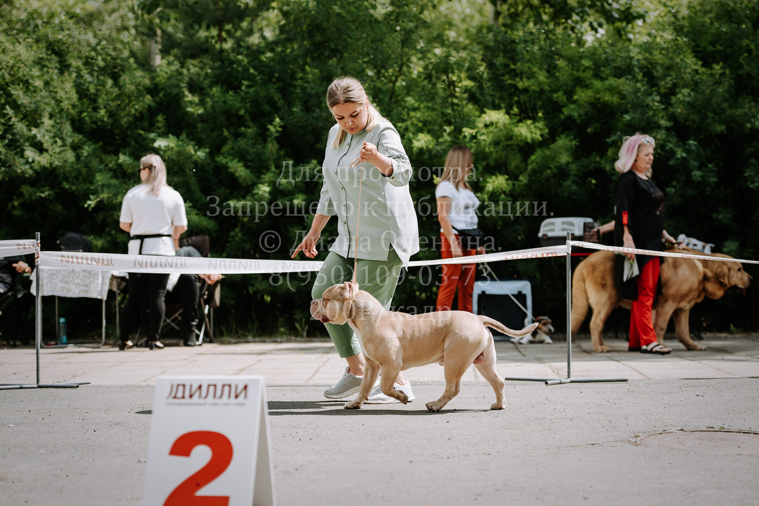 25 июня 2022 г. Братск БГОО КЛС Континенталь. Выставка собак. Фотограф Диана Оленина Красноярск / Братск