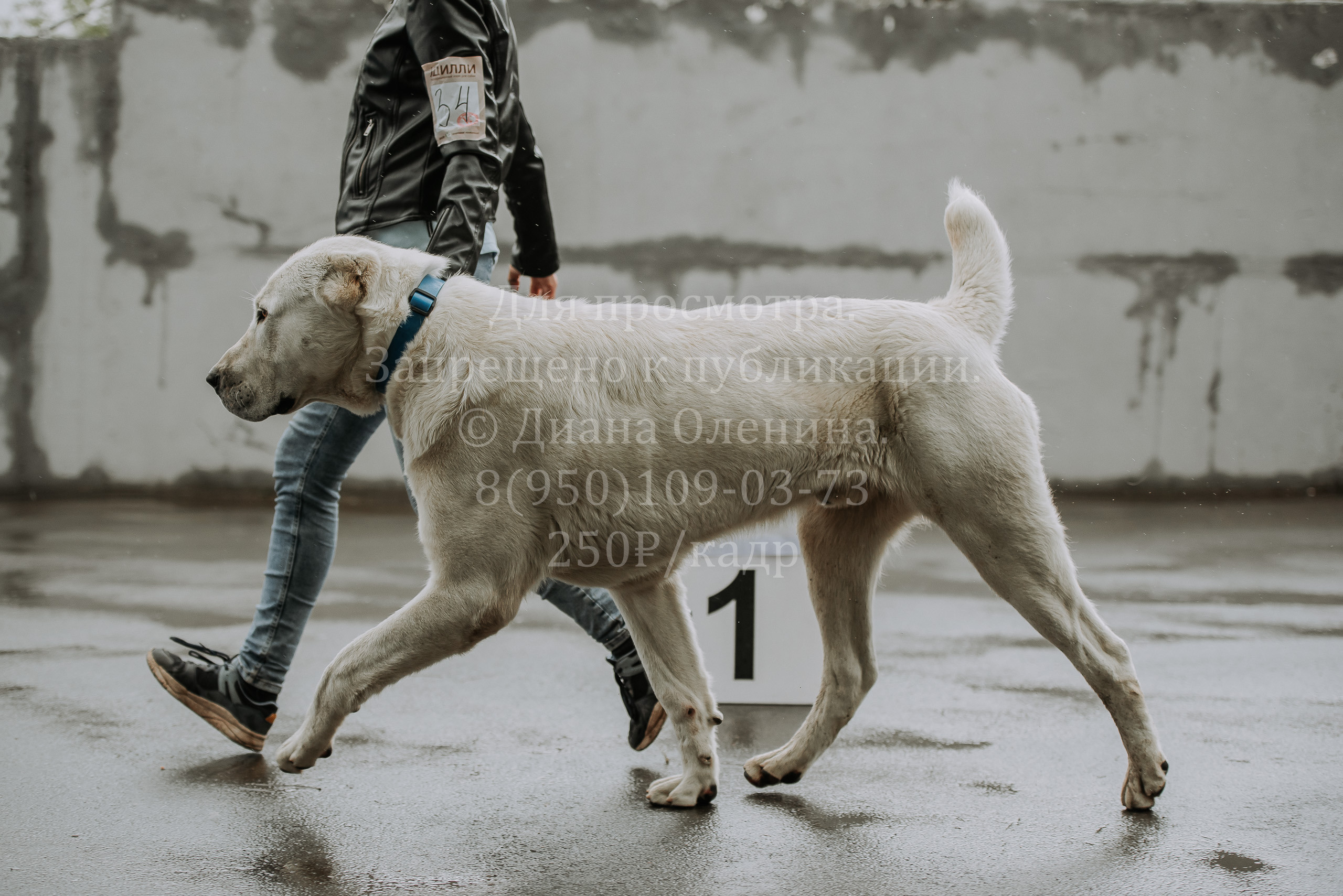 Выставка собак Братск 3 сентября 2022 Фаворит. Фотограф Диана Оленина Красноярск / Братск