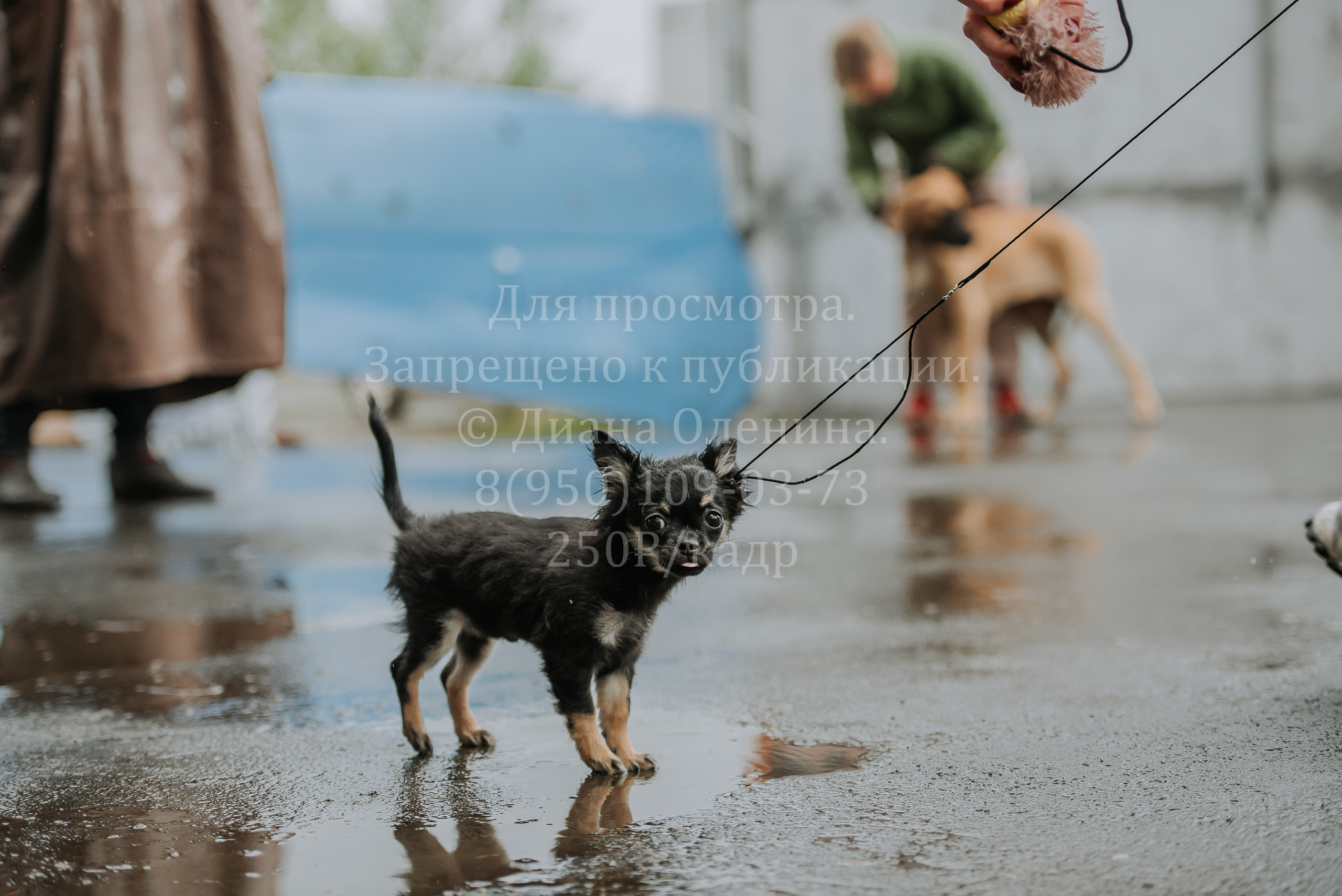 Выставка собак Братск 3 сентября 2022 Фаворит. Фотограф Диана Оленина Красноярск / Братск