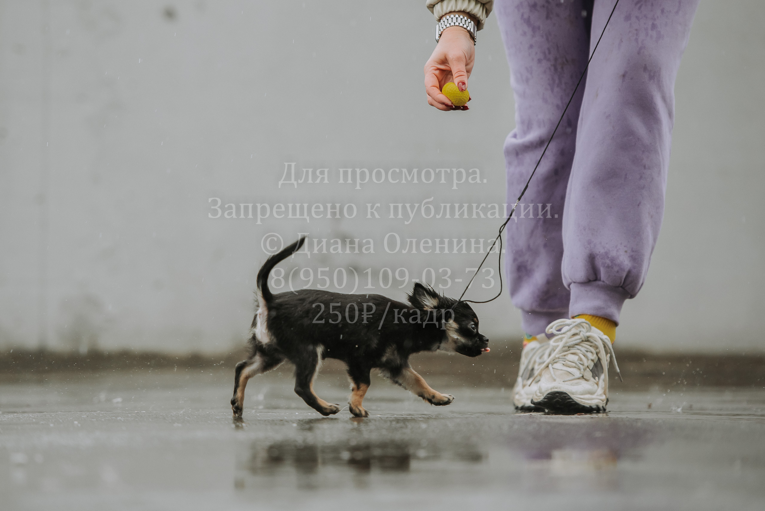 Выставка собак Братск 3 сентября 2022 Фаворит. Фотограф Диана Оленина Красноярск / Братск