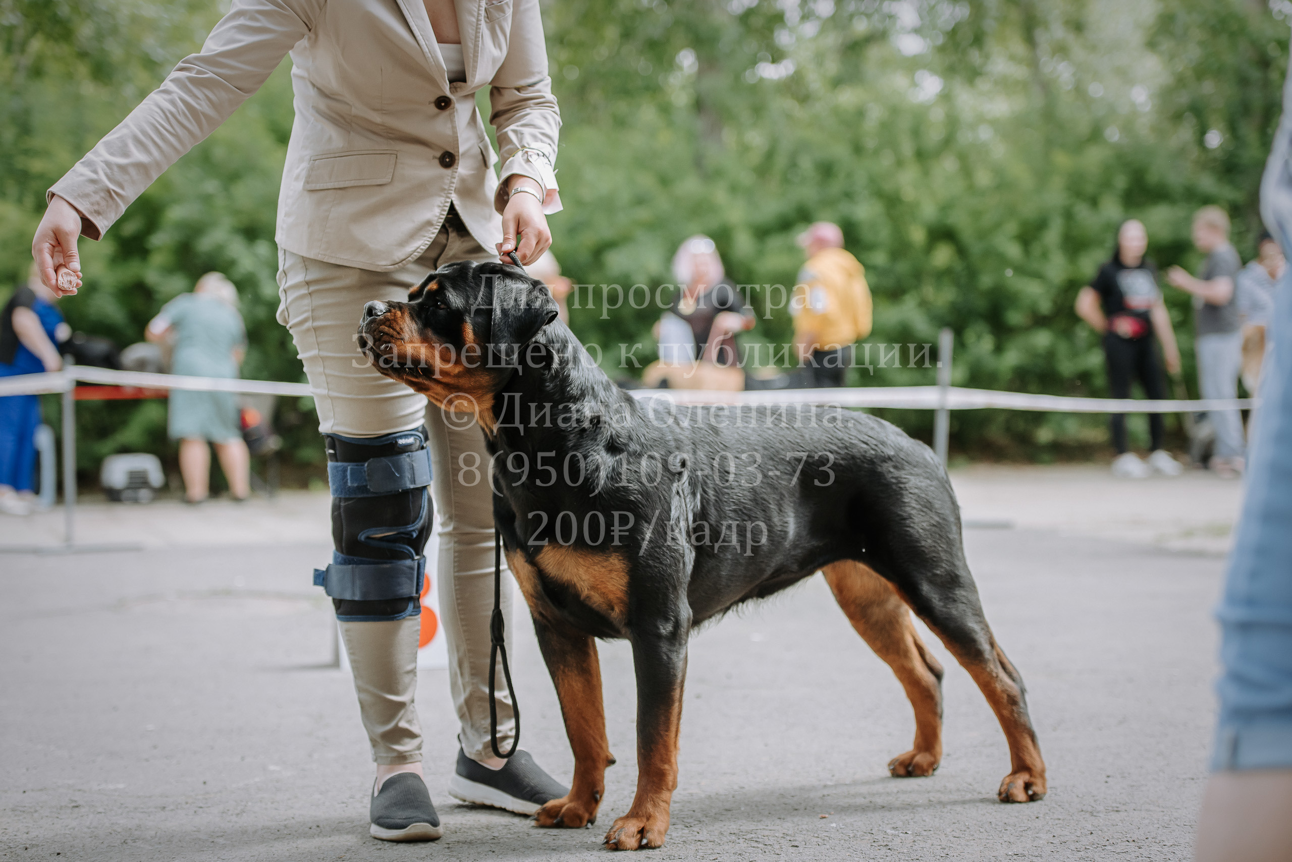 25 июня 2022 г. Братск БГОО КЛС Континенталь. Выставка собак. Фотограф Диана Оленина Красноярск / Братск