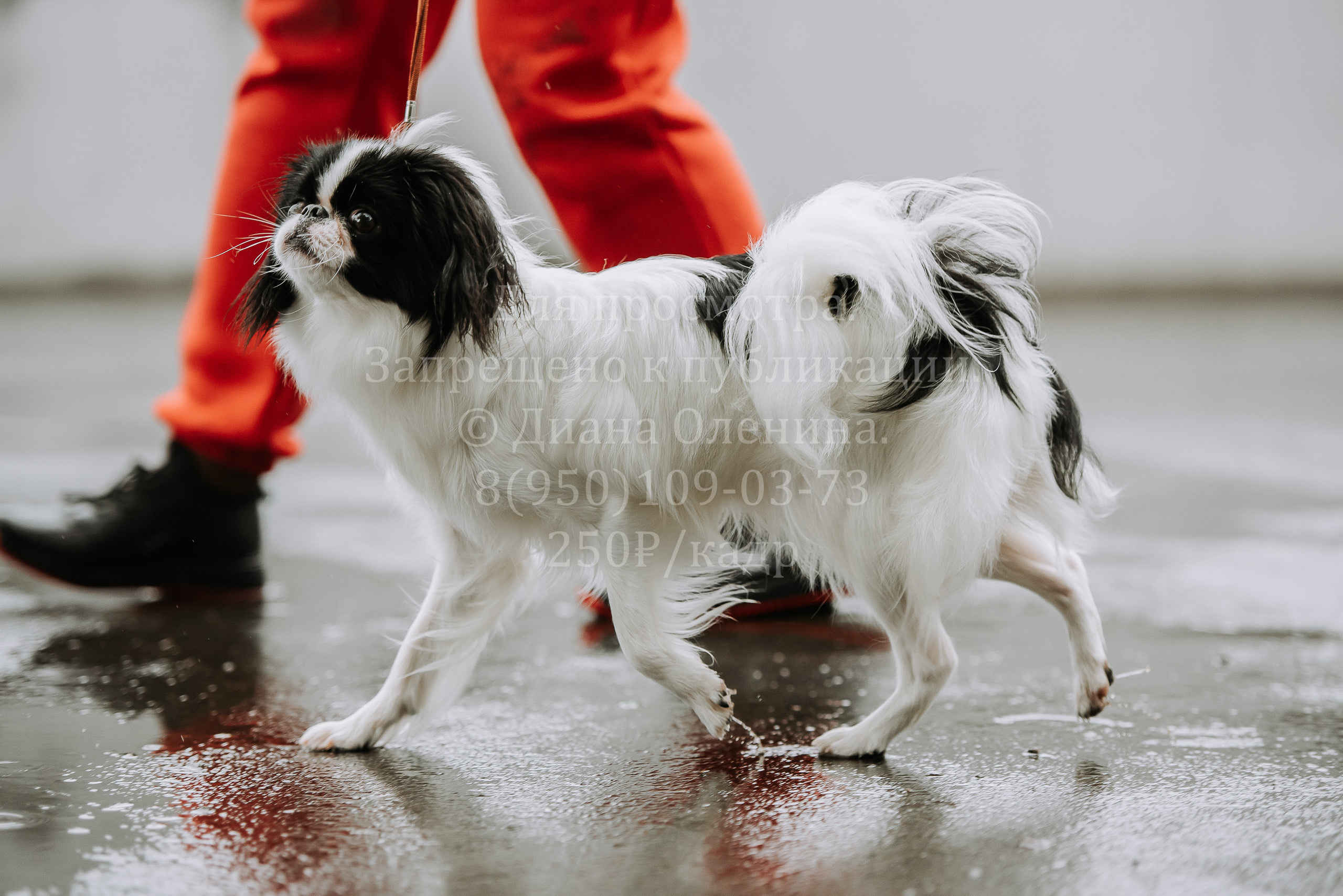 Выставка собак Братск 3 сентября 2022 Фаворит. Фотограф Диана Оленина Красноярск / Братск