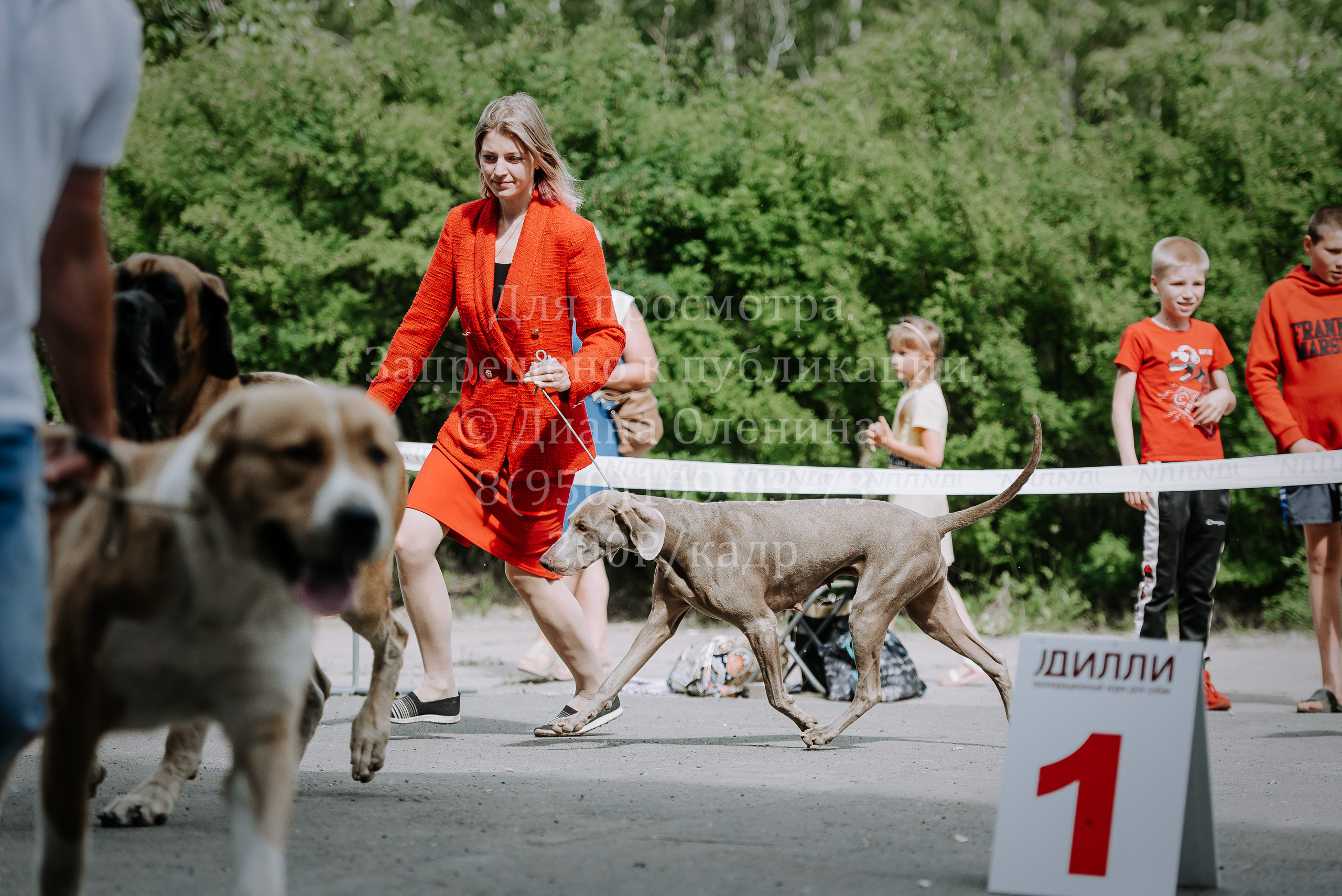25 июня 2022 г. Братск БГОО КЛС Континенталь. Выставка собак. Фотограф Диана Оленина Красноярск / Братск