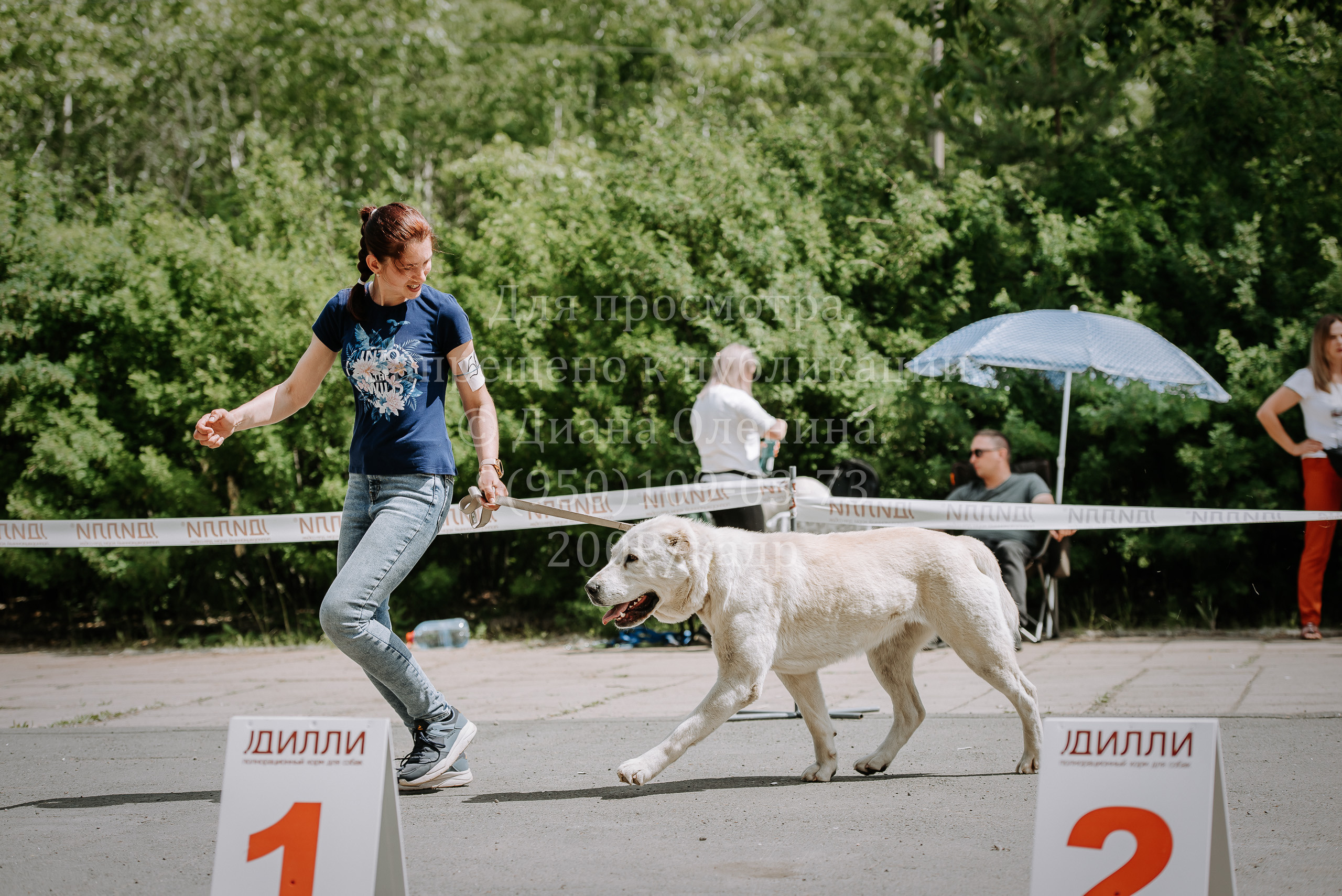 25 июня 2022 г. Братск БГОО КЛС Континенталь. Выставка собак. Фотограф Диана Оленина Красноярск / Братск