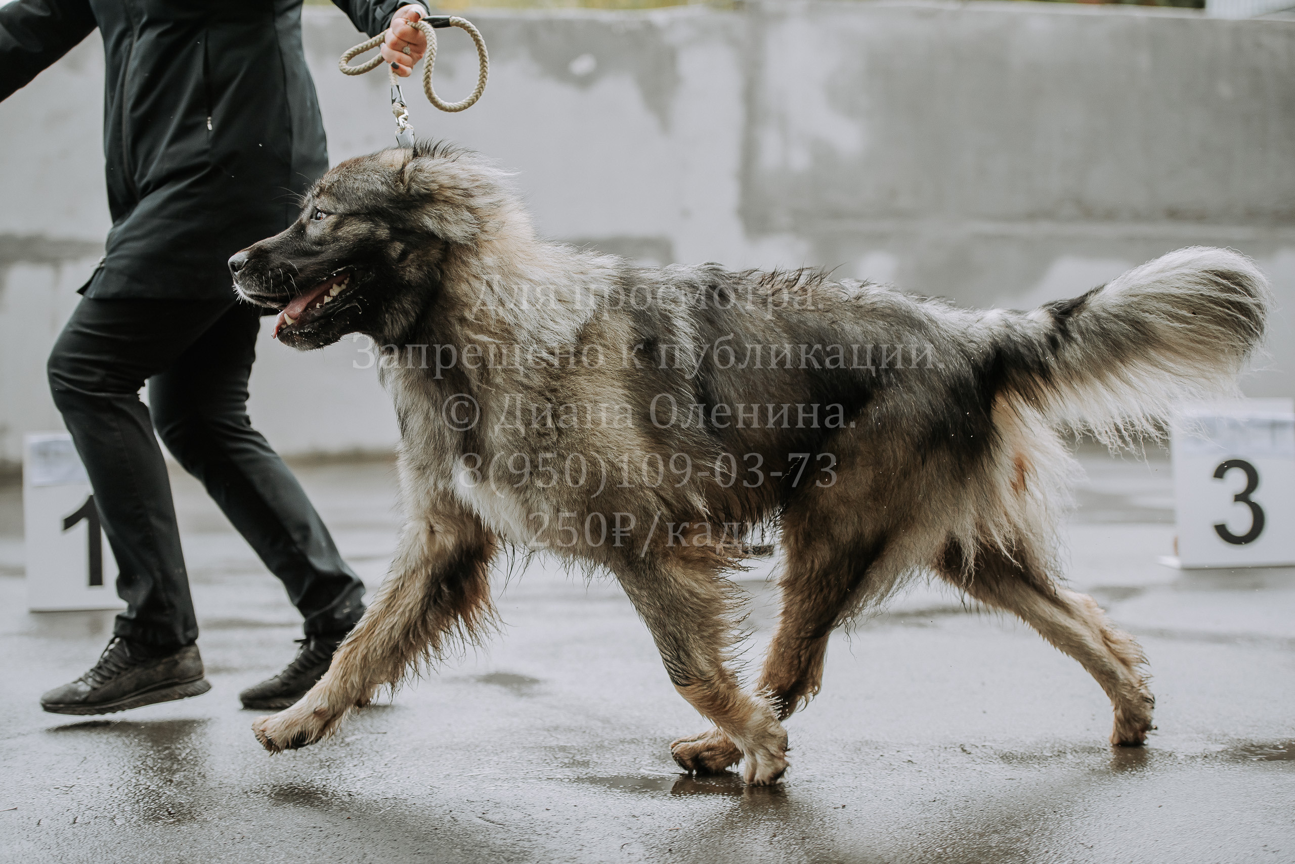 Выставка собак Братск 3 сентября 2022 Фаворит. Фотограф Диана Оленина Красноярск / Братск