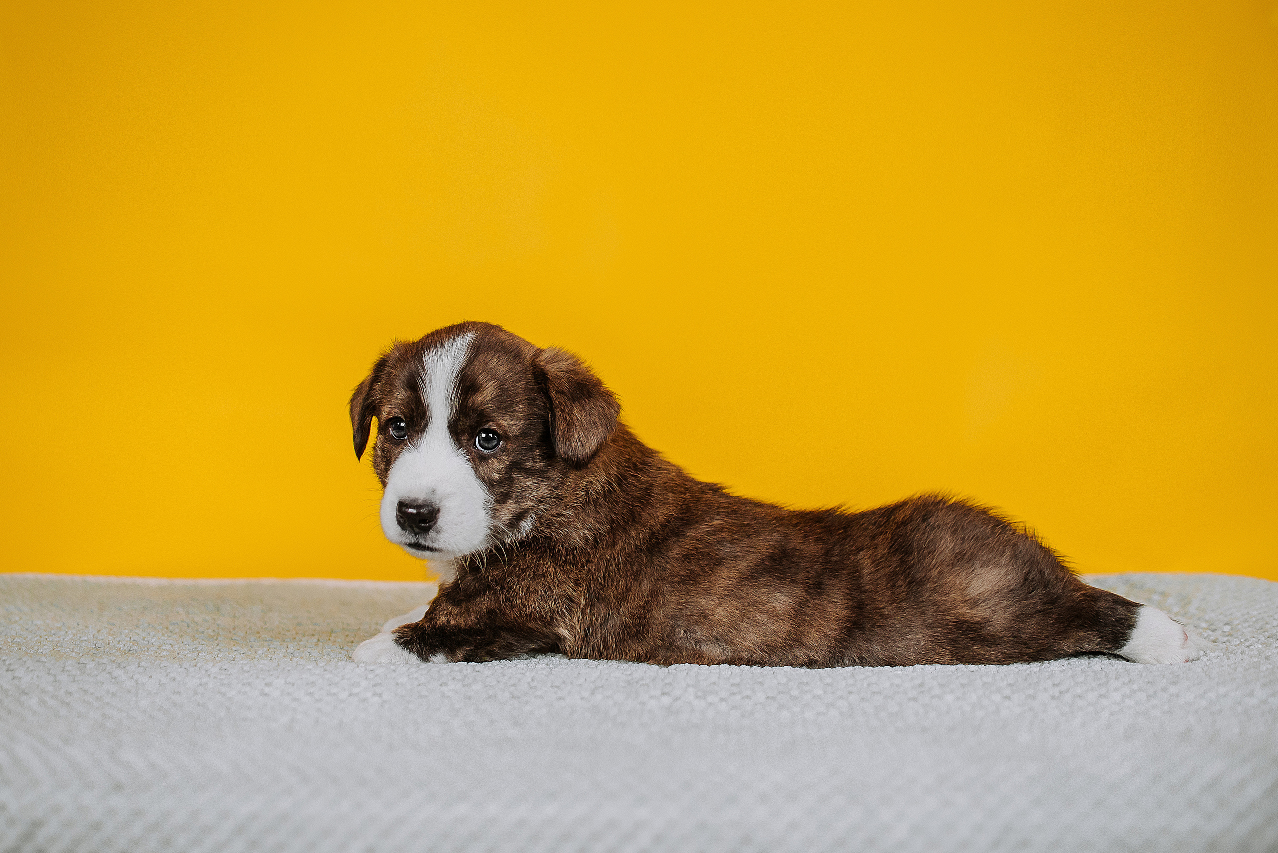 Вельш корги кардиганы. Фотограф Диана Оленина Красноярск / Братск