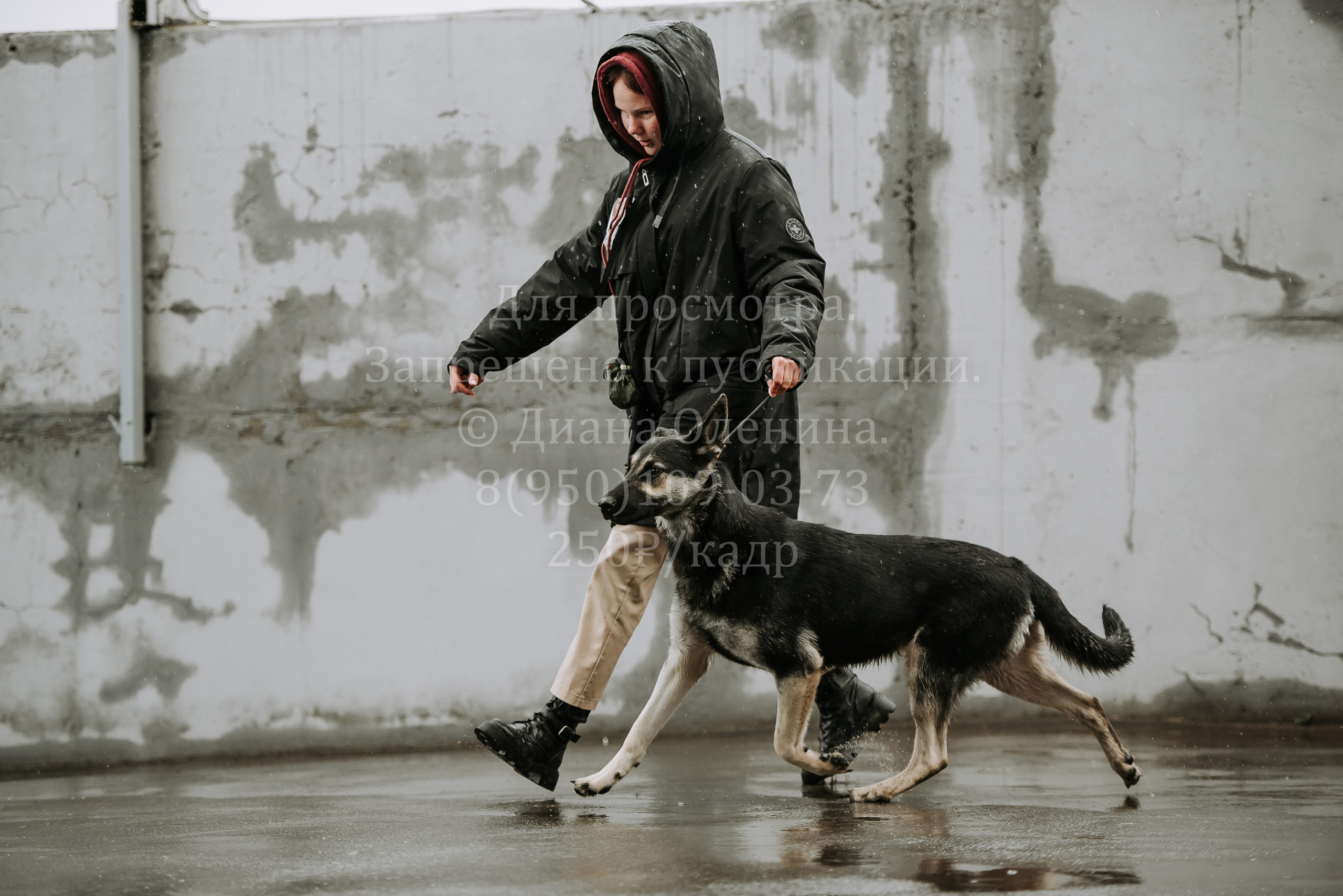 Выставка собак Братск 3 сентября 2022 Фаворит. Фотограф Диана Оленина Красноярск / Братск