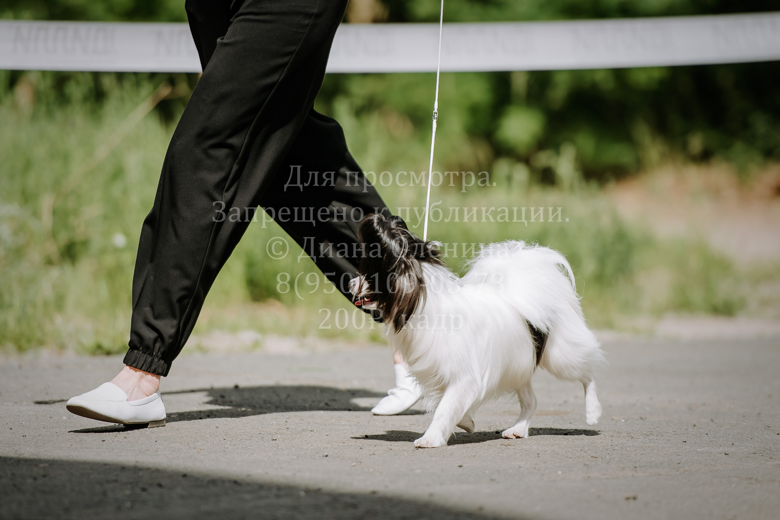 25 июня 2022 г. Братск БГОО КЛС Континенталь. Выставка собак. Фотограф Диана Оленина Красноярск / Братск