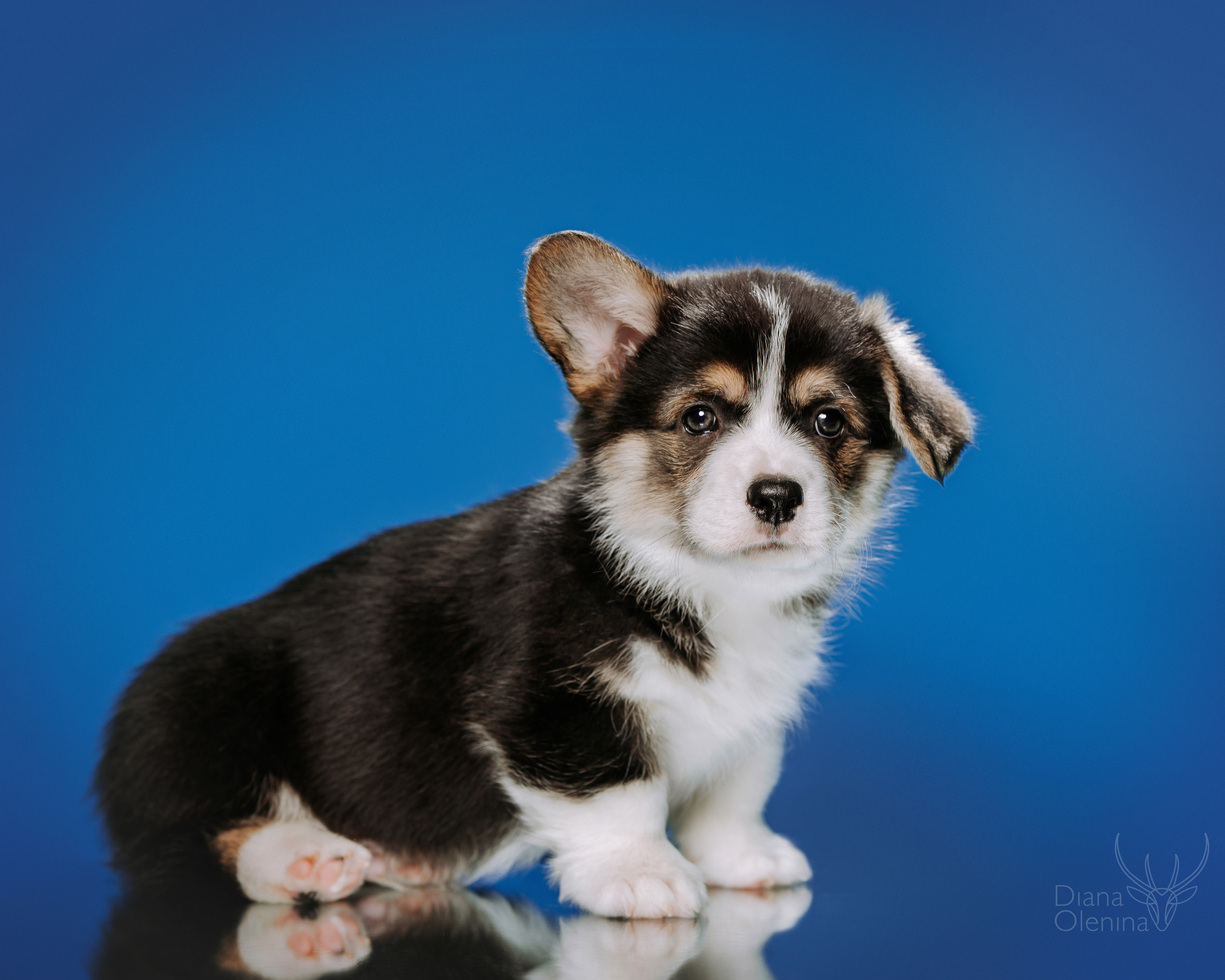 Фотосессия щенков Вельш Корги Пемброк. Съемка помета. Фотосъемка. Фотограф Диана Оленина Красноярск / Братск