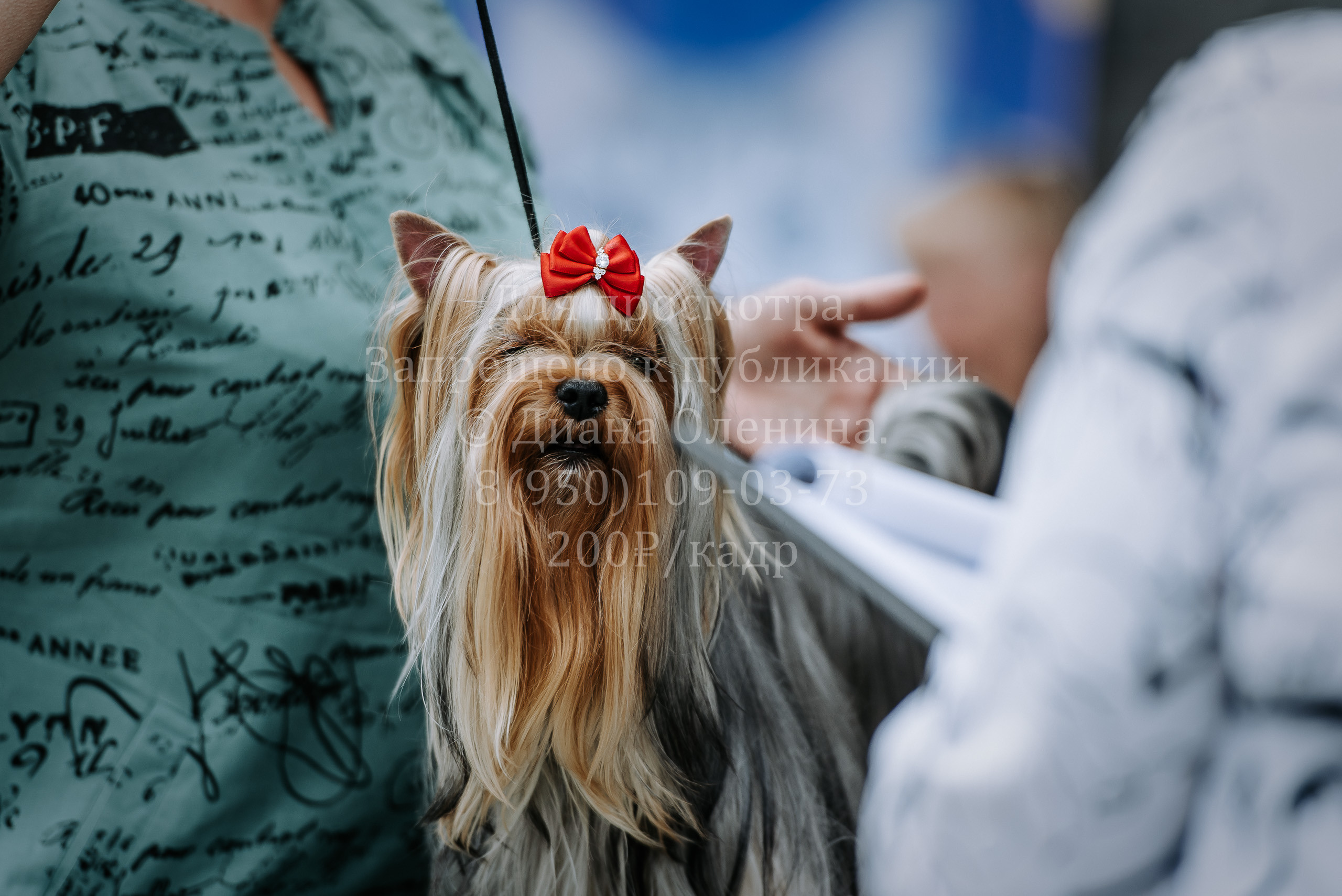 25 июня 2022 г. Братск БГОО КЛС Континенталь. Выставка собак. Фотограф Диана Оленина Красноярск / Братск