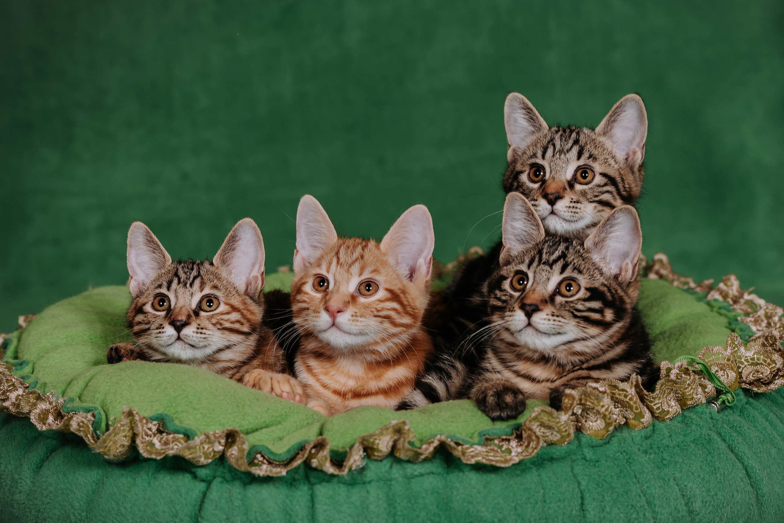 Курильский бобтейл. Фотограф Диана Оленина Красноярск / Братск