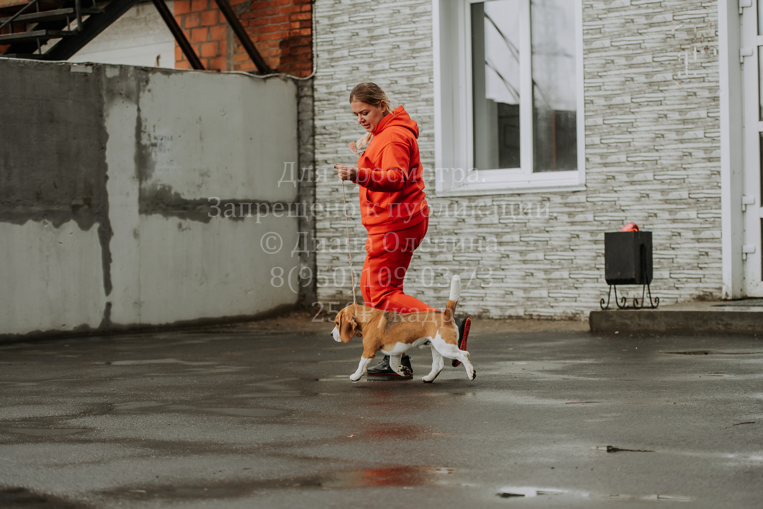 Выставка собак Братск 3 сентября 2022 Фаворит. Фотограф Диана Оленина Красноярск / Братск