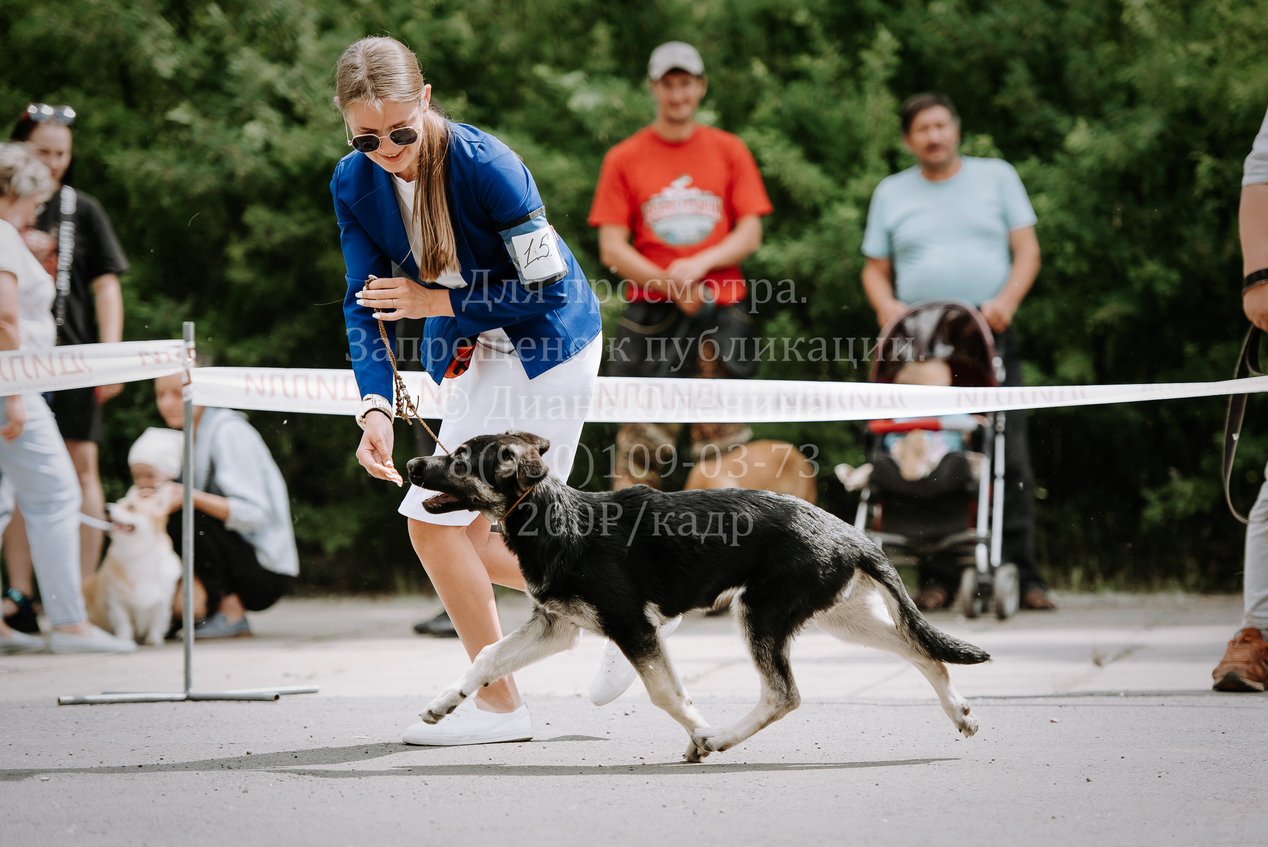 25 июня 2022 г. Братск БГОО КЛС Континенталь. Выставка собак. Фотограф Диана Оленина Красноярск / Братск