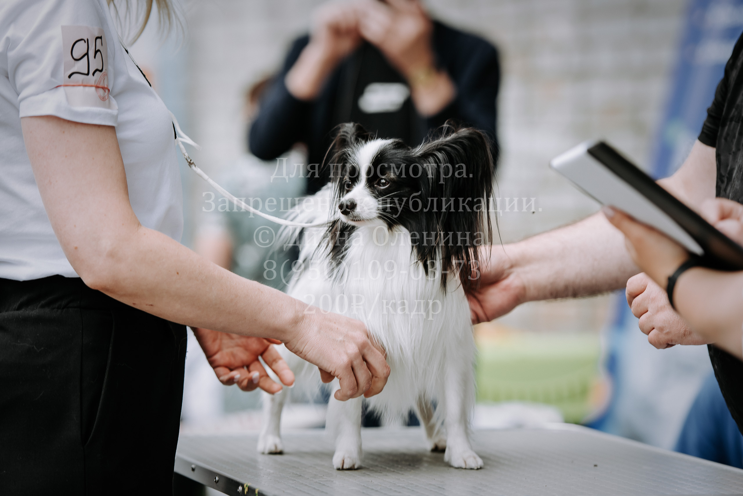 25 июня 2022 г. Братск БГОО КЛС Континенталь. Выставка собак. Фотограф Диана Оленина Красноярск / Братск