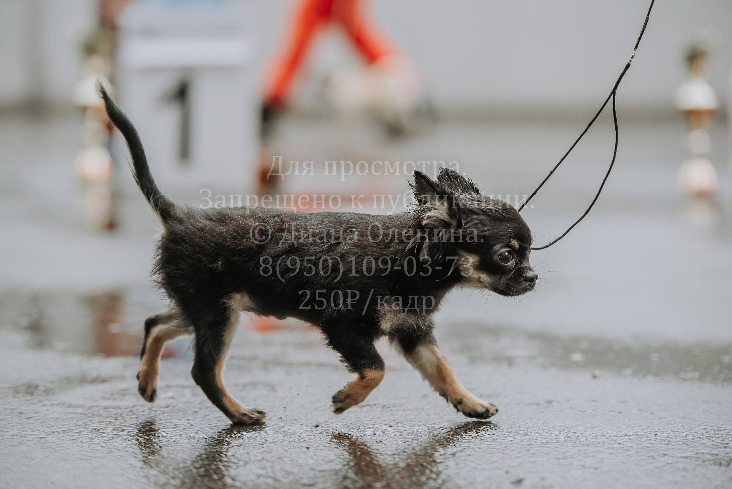 Выставка собак Братск 3 сентября 2022 Фаворит. Фотограф Диана Оленина Красноярск / Братск