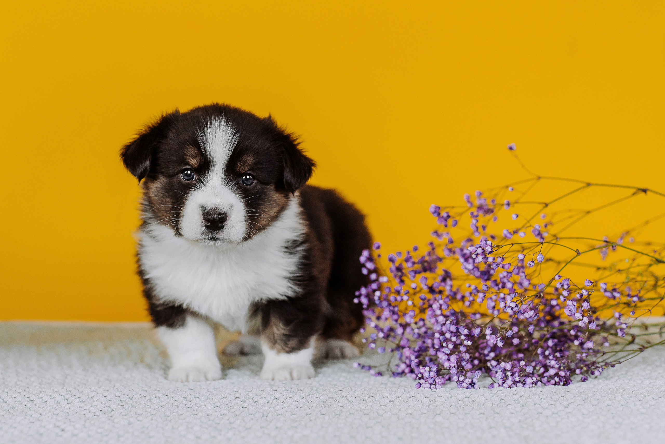 Вельш корги кардиганы. Фотограф Диана Оленина Красноярск / Братск