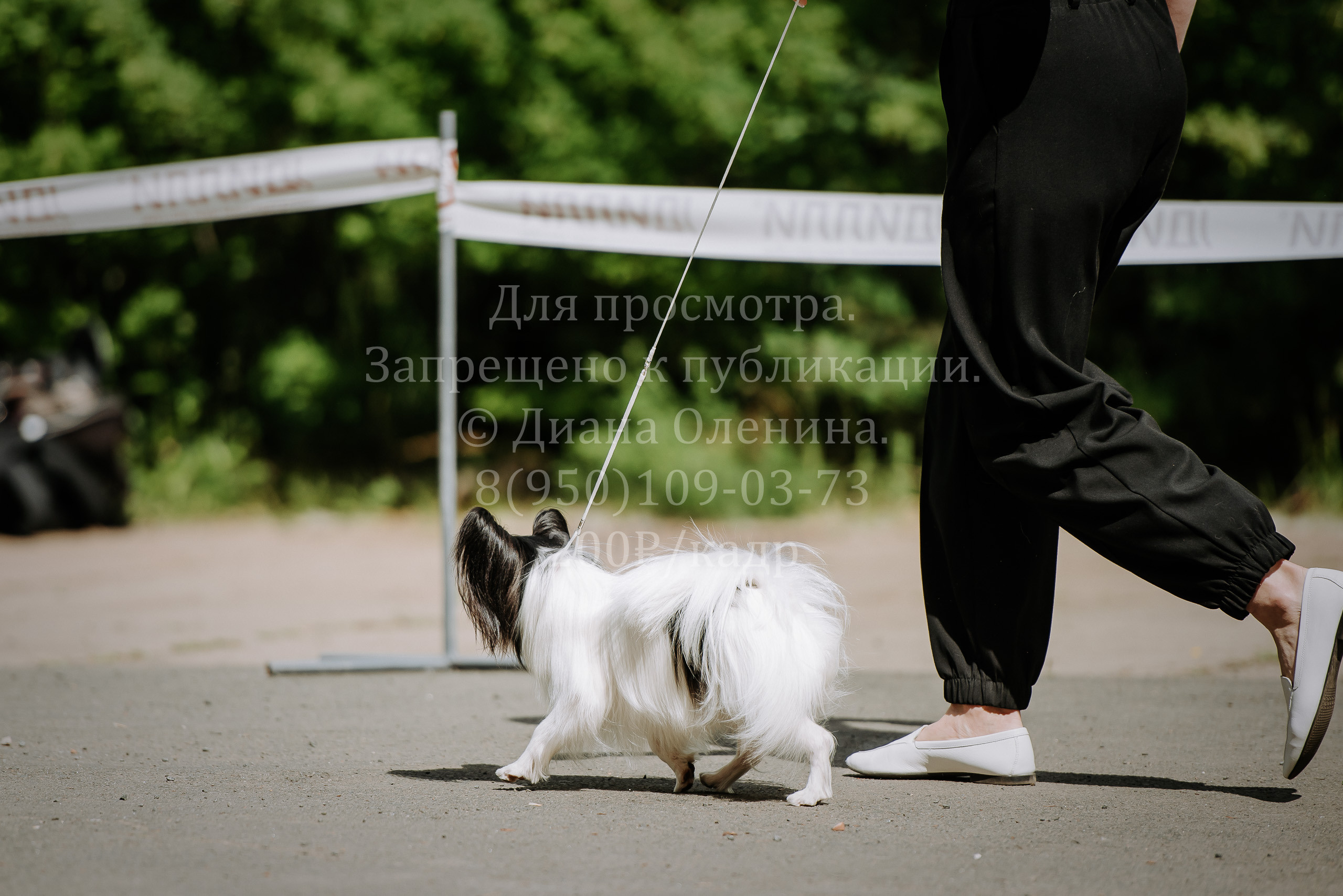 25 июня 2022 г. Братск БГОО КЛС Континенталь. Выставка собак. Фотограф Диана Оленина Красноярск / Братск