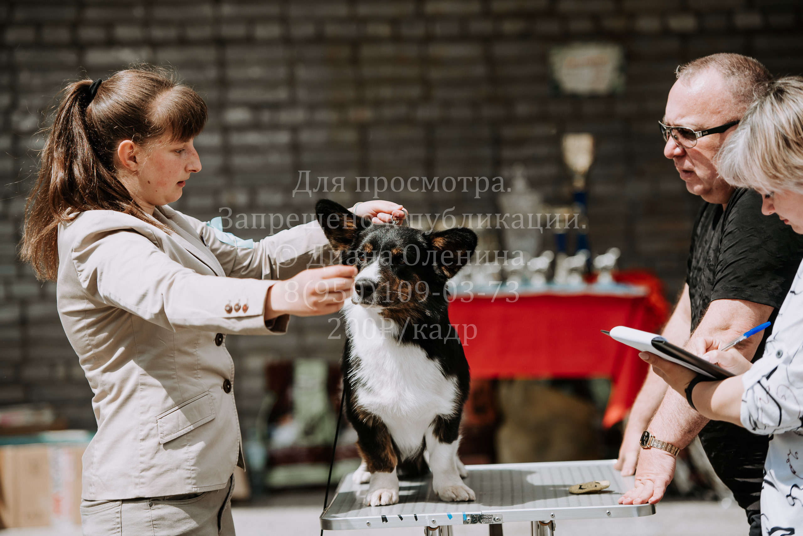 25 июня 2022 г. Братск БГОО КЛС Континенталь. Выставка собак. Фотограф Диана Оленина Красноярск / Братск