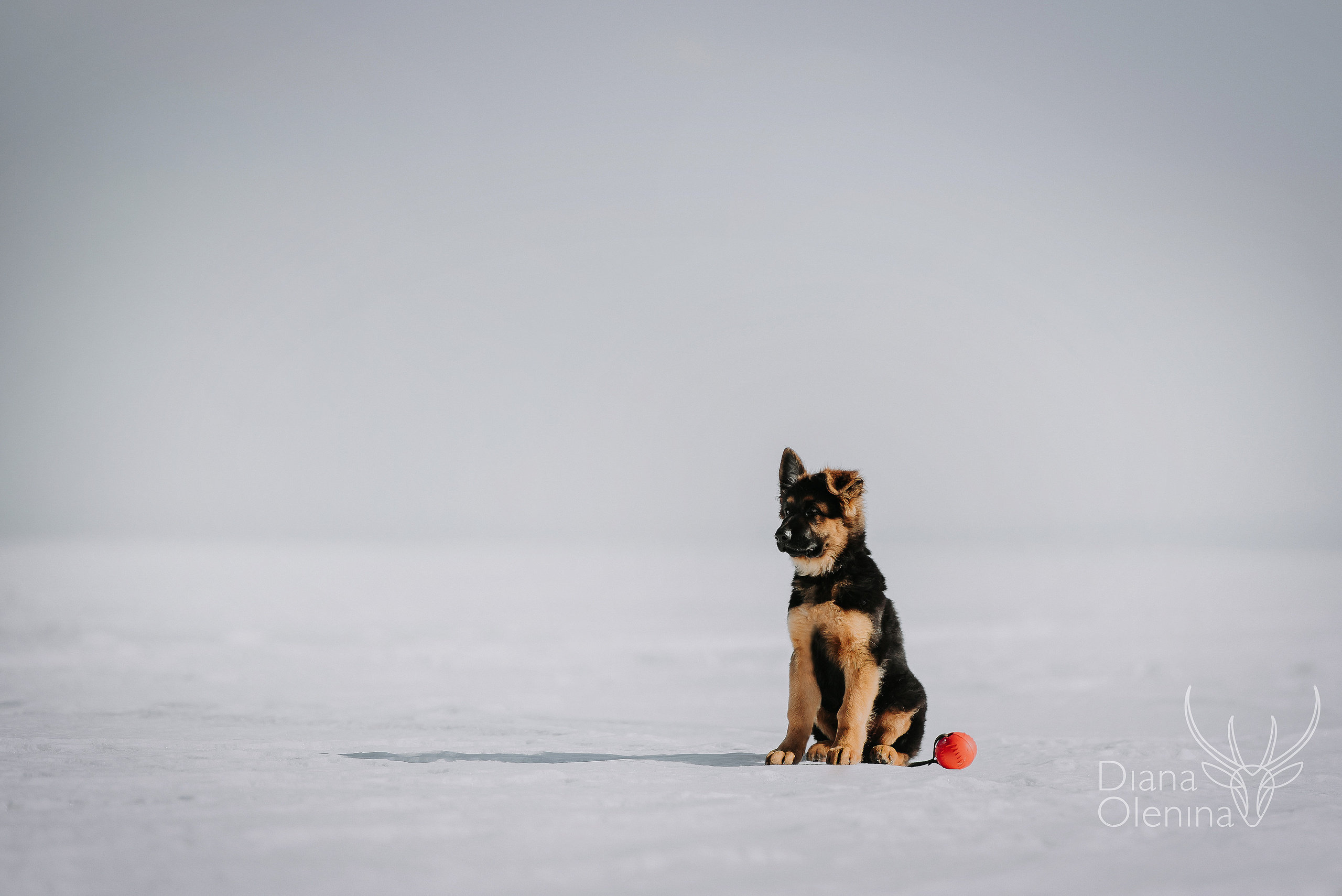 Немецкие овчарки. Фотограф Диана Оленина Красноярск / Братск