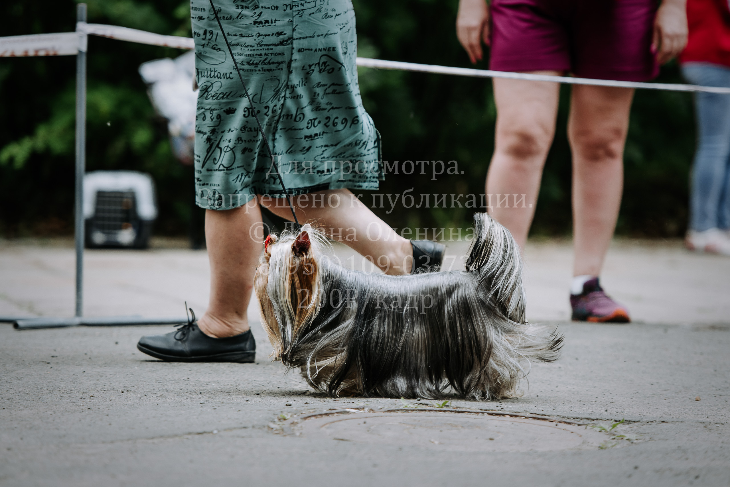 25 июня 2022 г. Братск БГОО КЛС Континенталь. Выставка собак. Фотограф Диана Оленина Красноярск / Братск