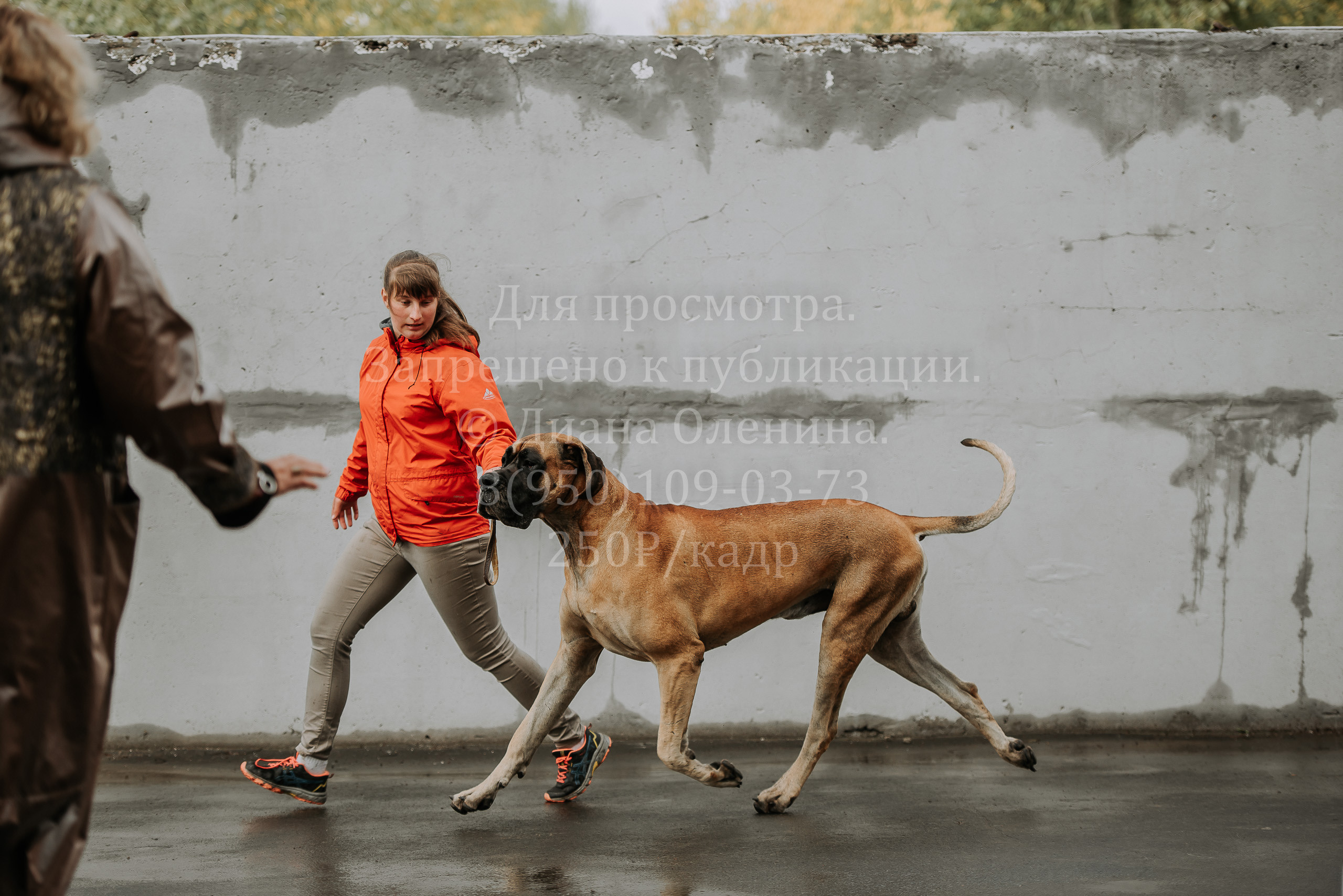 Выставка собак Братск 3 сентября 2022 Фаворит. Фотограф Диана Оленина Красноярск / Братск