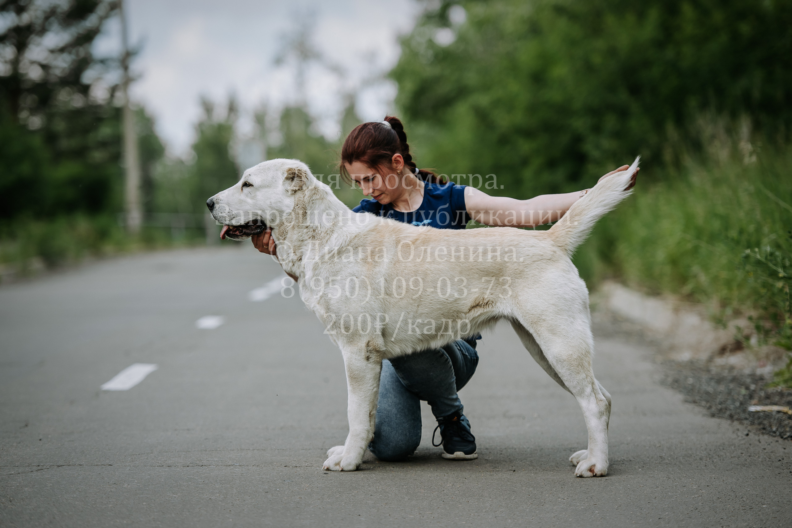 25 июня 2022 г. Братск БГОО КЛС Континенталь. Выставка собак. Фотограф Диана Оленина Красноярск / Братск