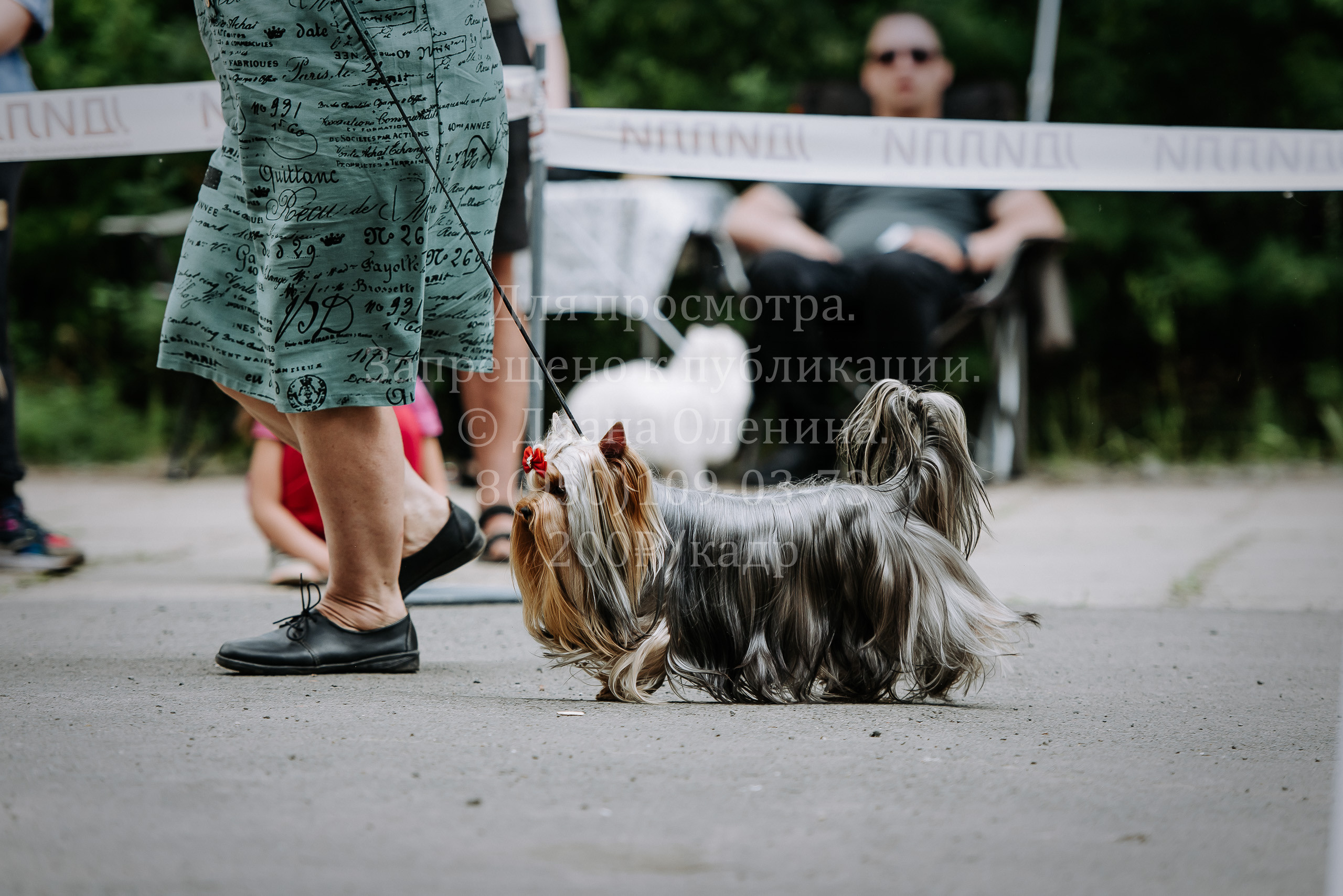 25 июня 2022 г. Братск БГОО КЛС Континенталь. Выставка собак. Фотограф Диана Оленина Красноярск / Братск