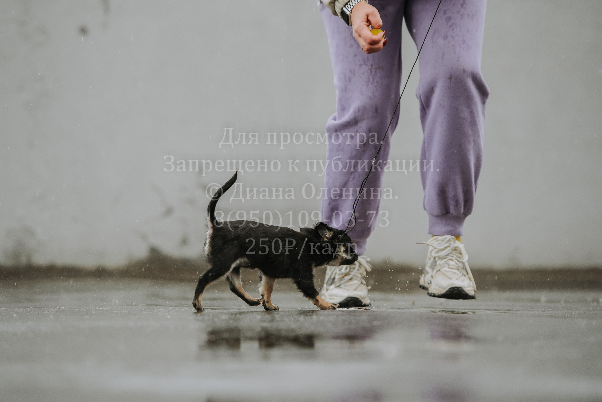 Выставка собак Братск 3 сентября 2022 Фаворит. Фотограф Диана Оленина Красноярск / Братск