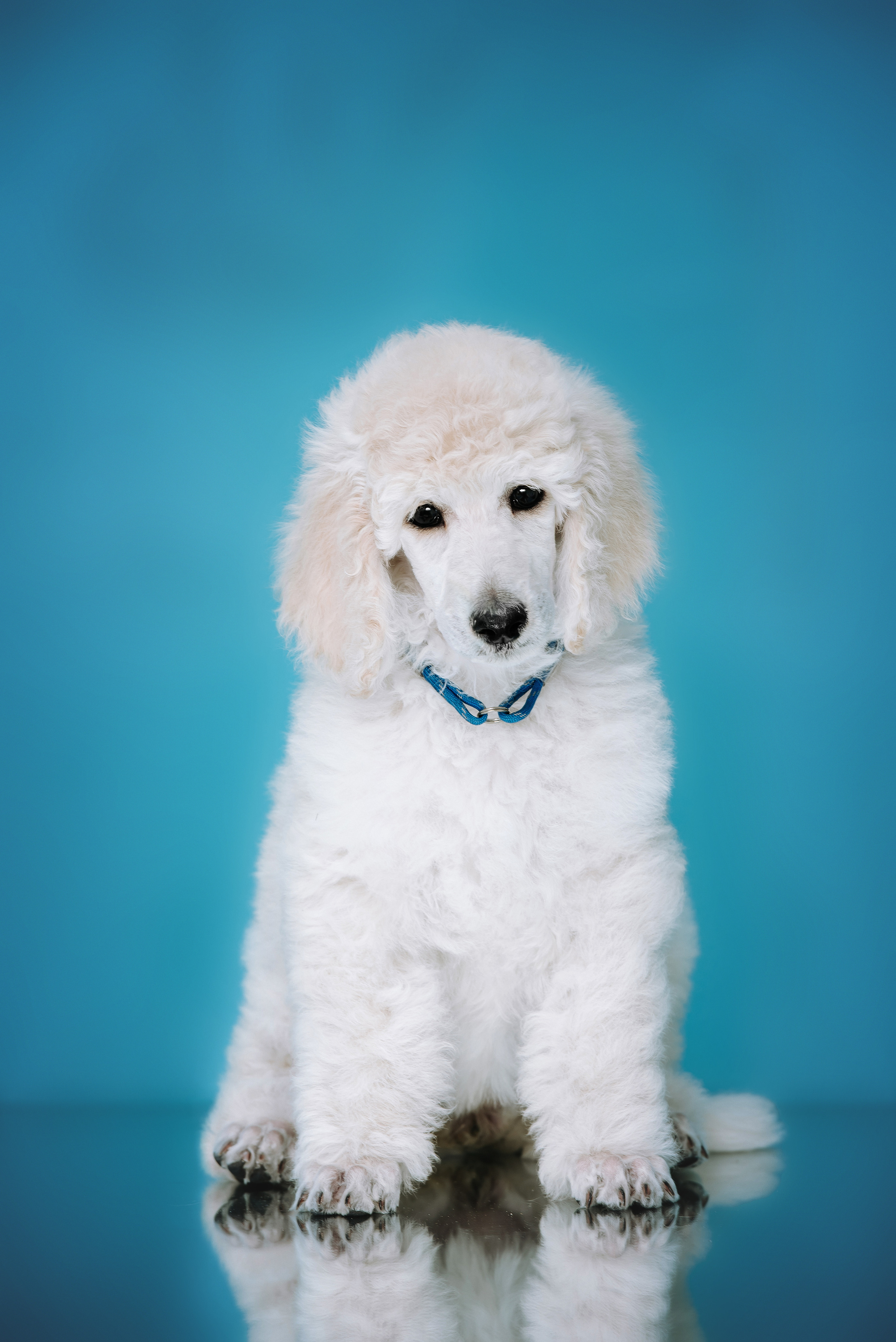 Большой королевский пудель. Фотограф Диана Оленина Красноярск / Братск