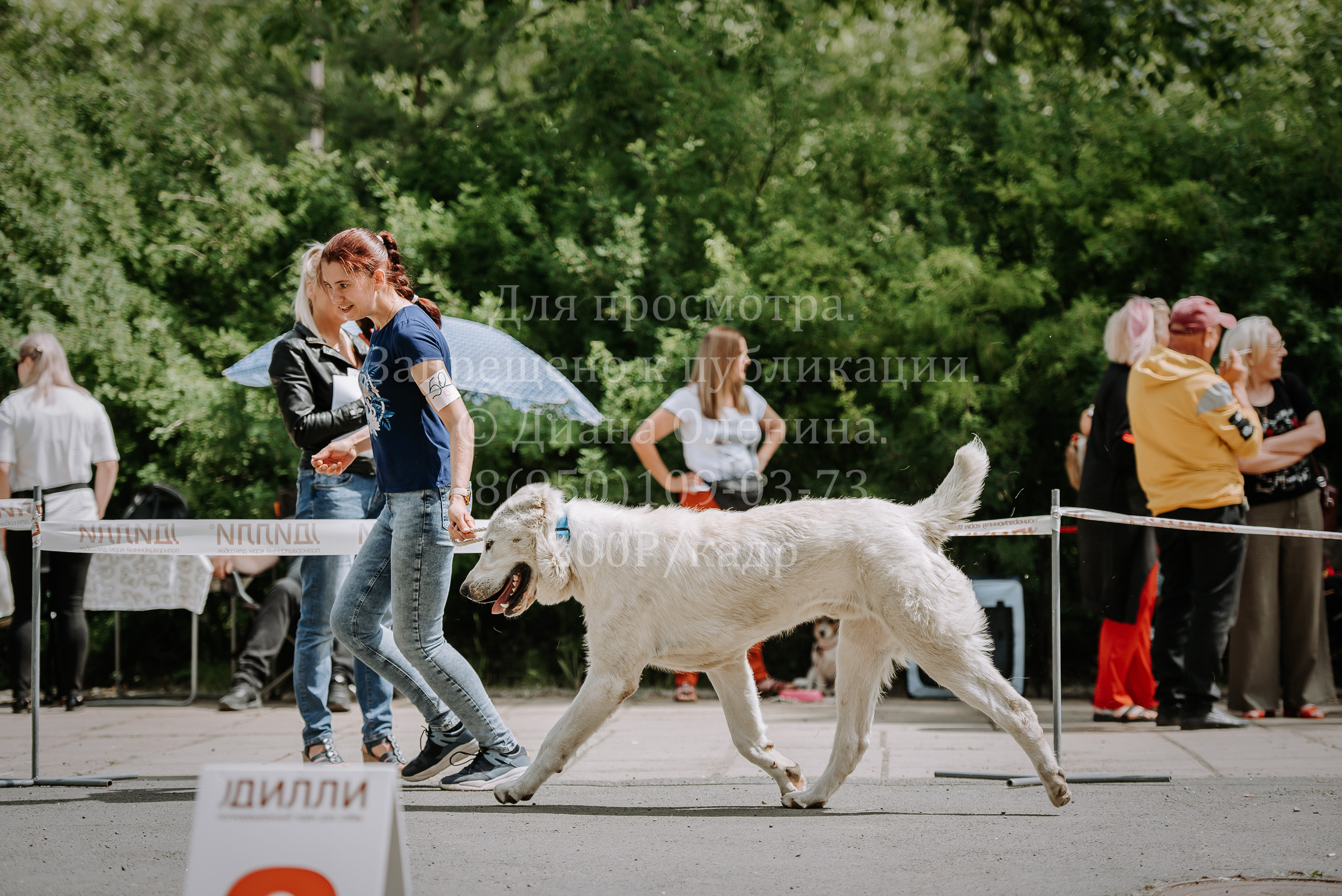 25 июня 2022 г. Братск БГОО КЛС Континенталь. Выставка собак. Фотограф Диана Оленина Красноярск / Братск