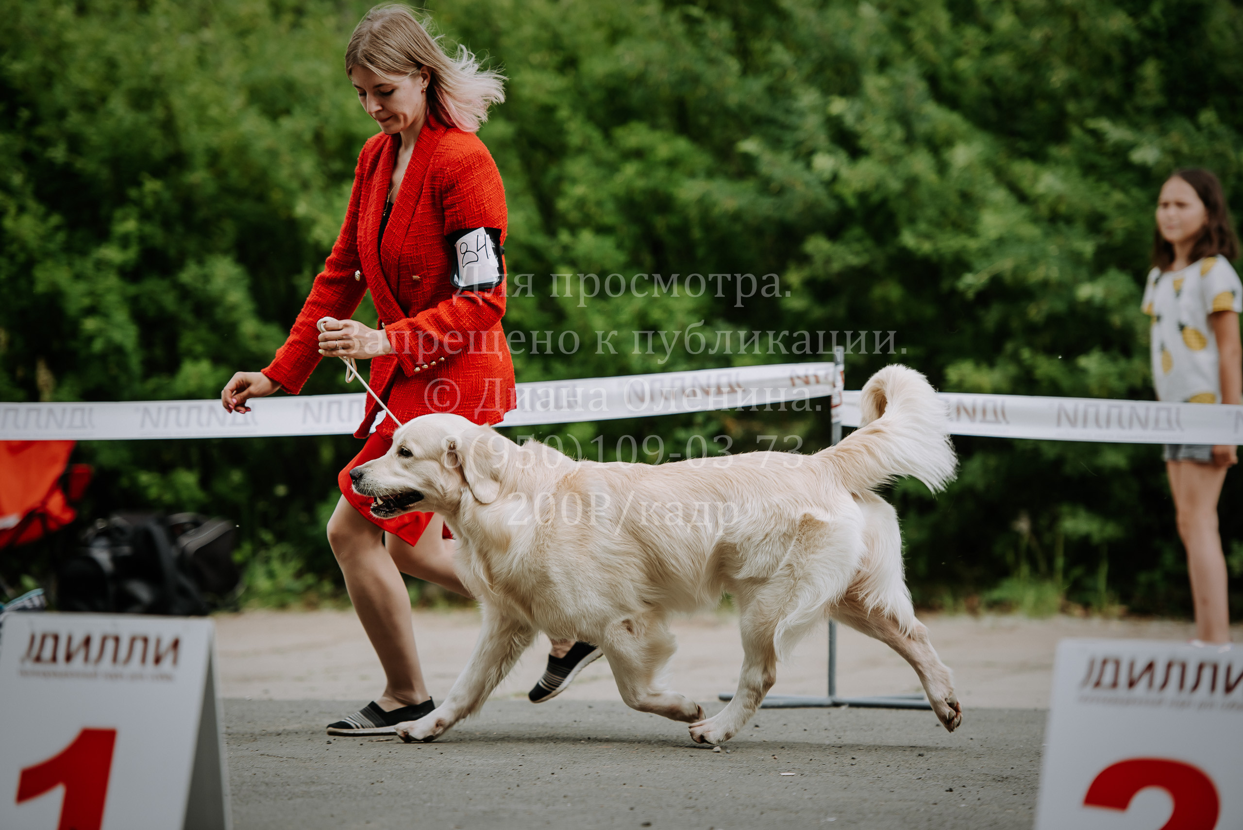 25 июня 2022 г. Братск БГОО КЛС Континенталь. Выставка собак. Фотограф Диана Оленина Красноярск / Братск