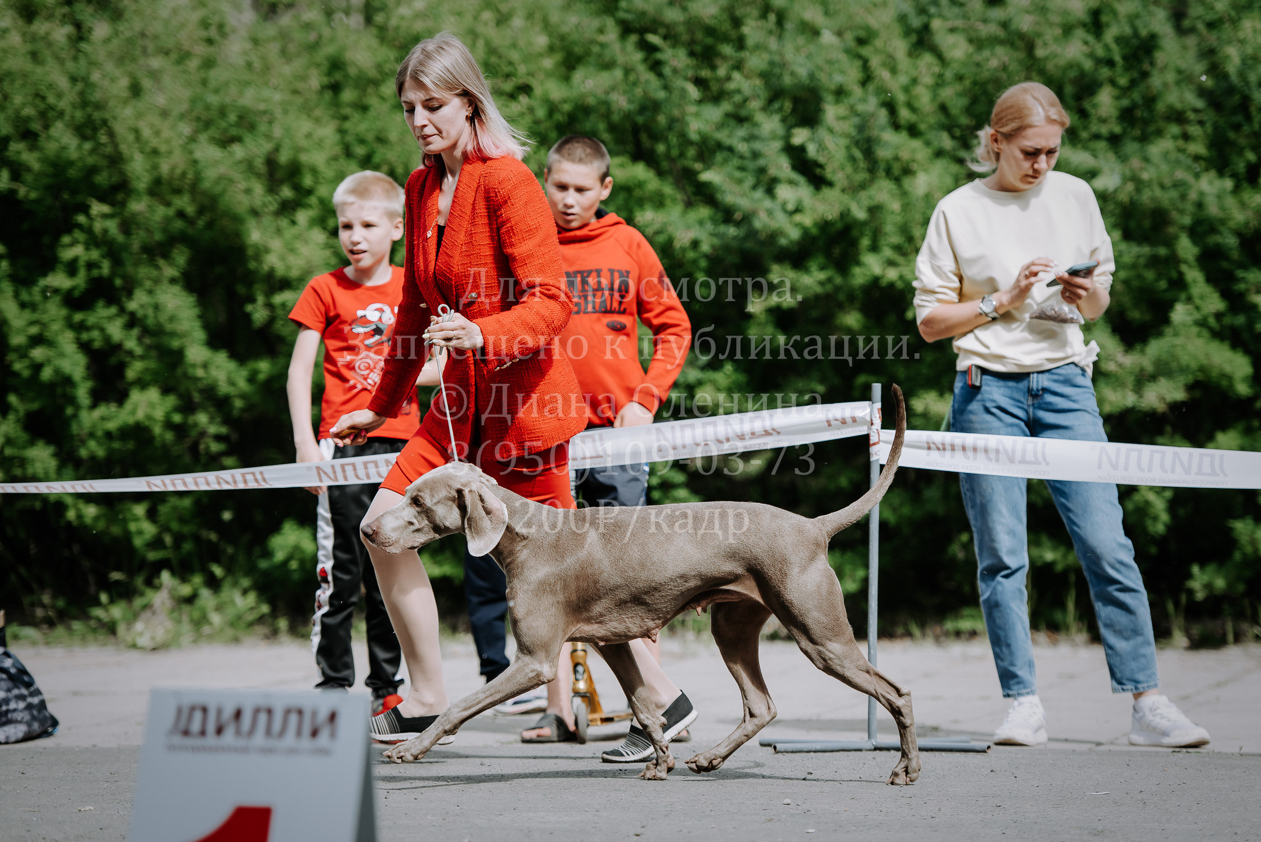 25 июня 2022 г. Братск БГОО КЛС Континенталь. Выставка собак. Фотограф Диана Оленина Красноярск / Братск