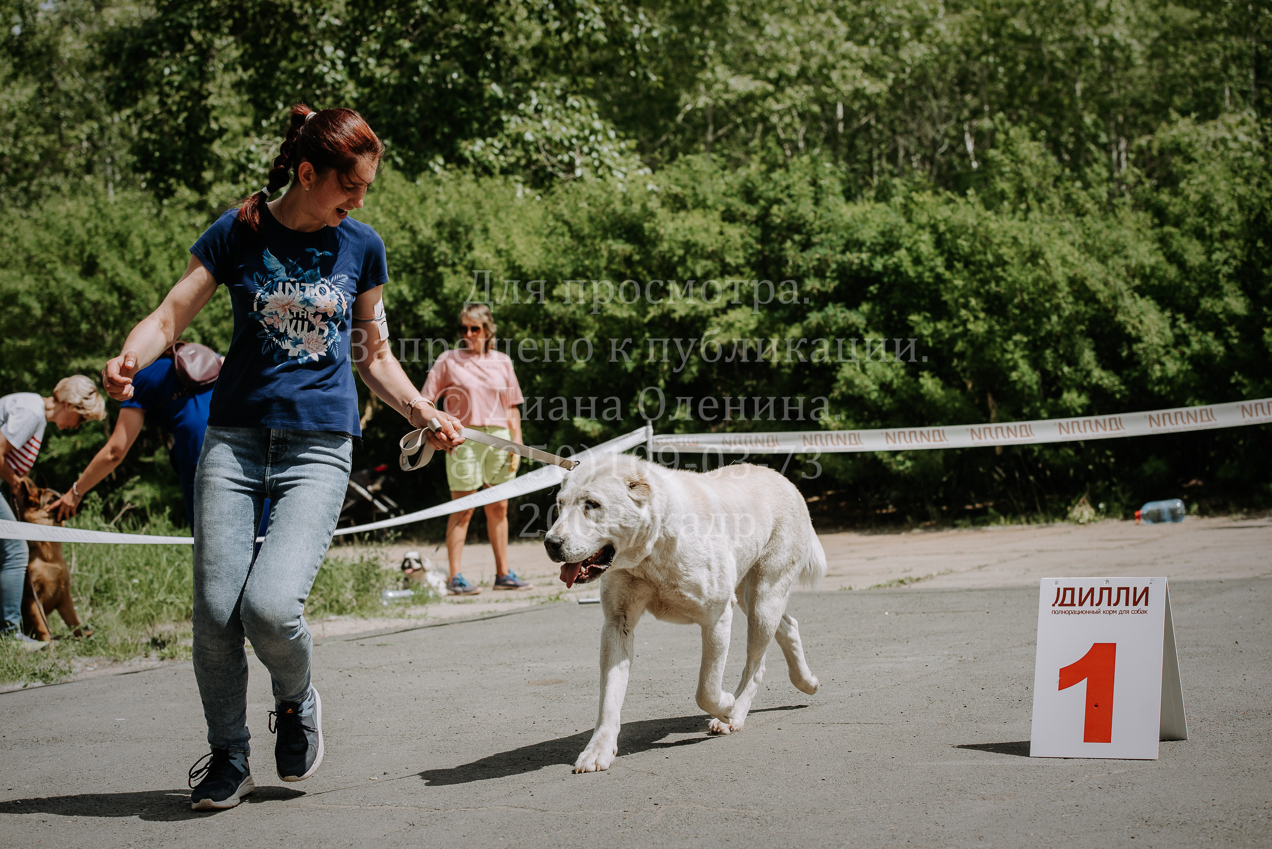25 июня 2022 г. Братск БГОО КЛС Континенталь. Выставка собак. Фотограф Диана Оленина Красноярск / Братск