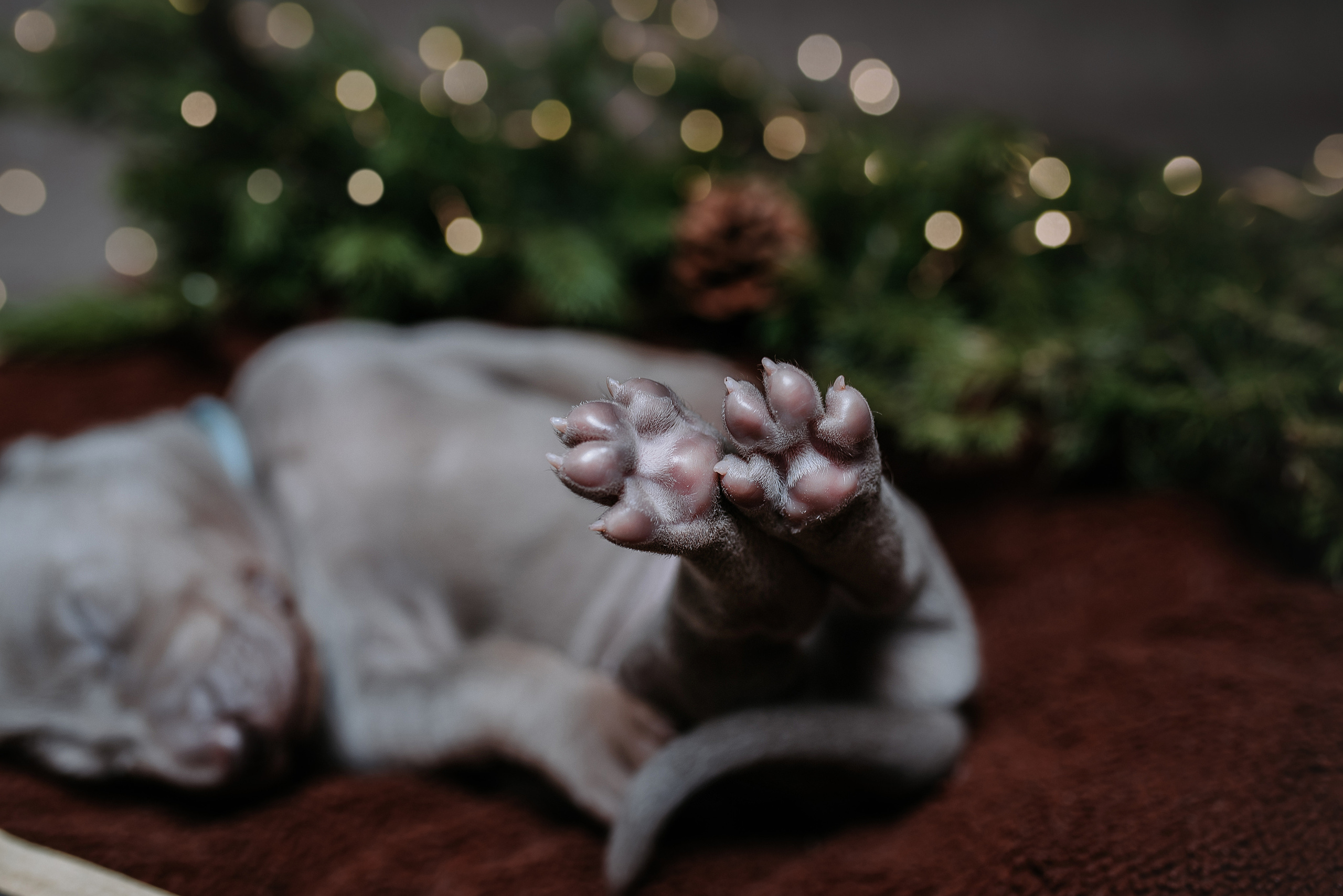 Веймарские легавые. Фотограф Диана Оленина Красноярск / Братск